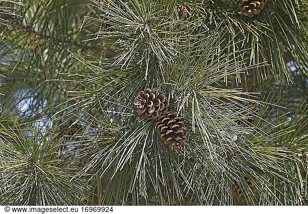 Kurzblättrige Kiefer (Pinus echinata). Wird auch Shortleaf-Gelbkiefer  Südliche Gelbkiefer  Gelbkiefer  Kurzstrohkiefer  Arkansaskiefer  Lontag-Kiefer und Fichtenkiefer genannt.
