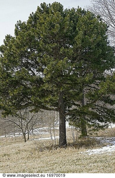 Kurzblättrige Kiefer (Pinus echinata). Wird auch Shortleaf-Gelbkiefer  Südliche Gelbkiefer  Gelbkiefer  Kurzstrohkiefer  Arkansaskiefer  Lontag-Kiefer und Fichtenkiefer genannt.