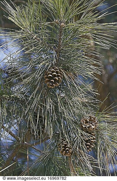 Kurzblättrige Kiefer (Pinus echinata). Wird auch Shortleaf-Gelbkiefer Südliche Gelbkiefer Gelbkiefer Kurzstrohkiefer Arkansaskiefer Lontag-Kiefer und Fichtenkiefer genannt.