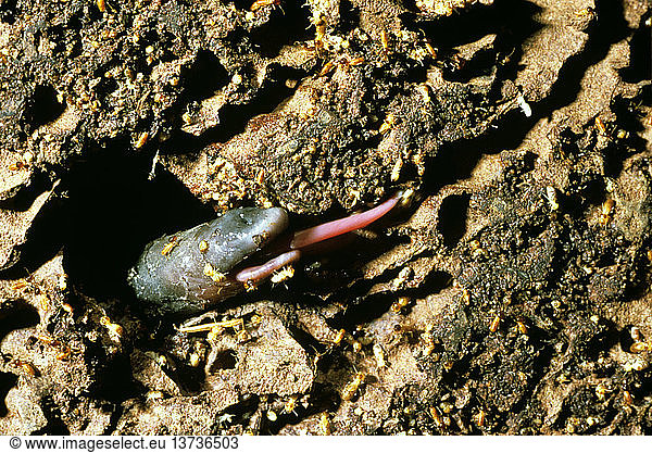 Kurzschnabelechidna  Tachyglossus aculeatus  Nahaufnahme von Schnauze und Zunge bei der Suche nach Ameisen oder Termiten  Australien