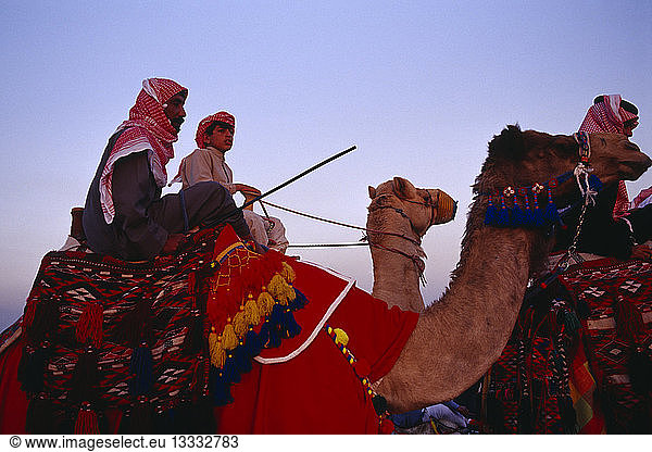 KUWAIT Western Kuwait Bedouin cultural show at camel racing event in the desert. Cropped shot of man and young boy riding camels with brightly coloured saddle cloth and harness.