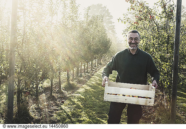 Lächelnder Mann steht im Apfelgarten  hält eine Kiste mit Äpfeln und schaut in die Kamera. Apfelernte im Herbst.