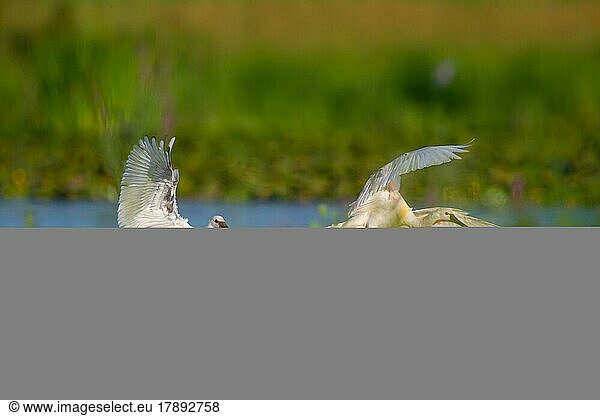 Löffler (Platalea leucorodia) Jungvogel bettelt um Futter beim Altvogel