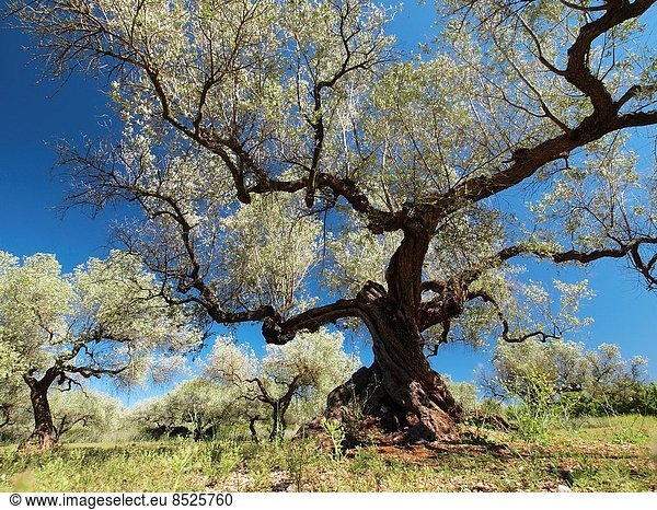 Ländliches Motiv  ländliche Motive  Dorf  Olive  Geographie  Katalonien  Hain  Spanien  Tarragona