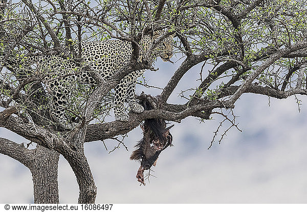Léopard (Panthera pardus)  male in a tree  Masai-Mara game reserve  Kenya