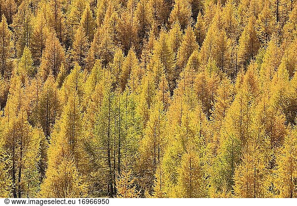 Lärchenwald im Herbst (Larix decidua) mill  Larch trees  Schweiz  Europa