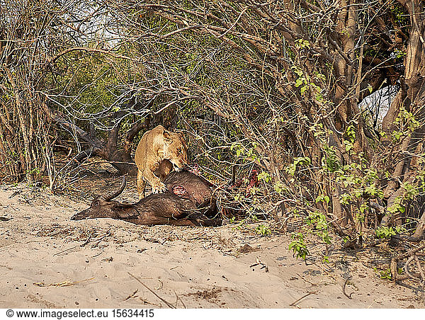 Löwe frisst einen Jagdbüffel  Chobe-Nationalpark  Botswana
