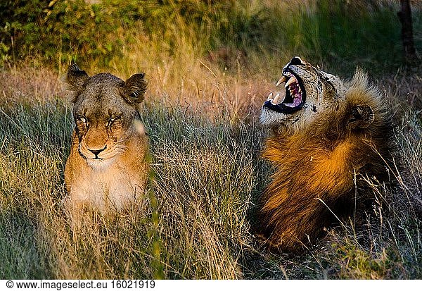 Löwe (Panthera leo) gähnt. Timbavati-Wildreservat. Limpopo-Provinz. Südafrika.