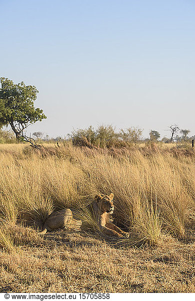 Löwe (Panthera leo)  Kakadu  Okavango-Delta  Botsuana  Afrika