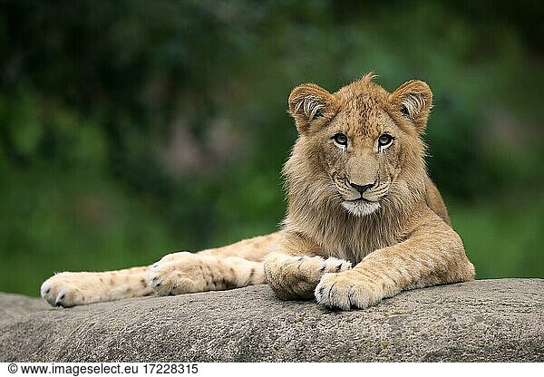 Löwe (Panthera leo)  männlich  halberwachsen  auf Felsen  wachsam  captive