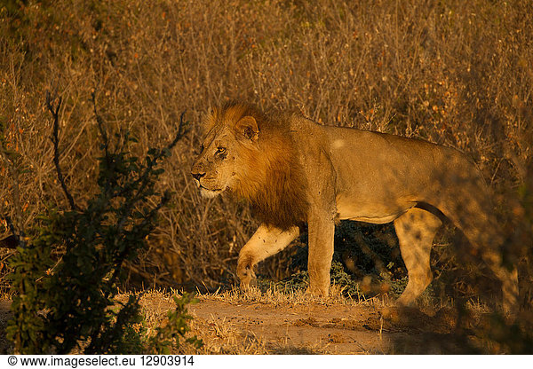 Löwe (Panthera leo)  Mana Pools  Simbabwe