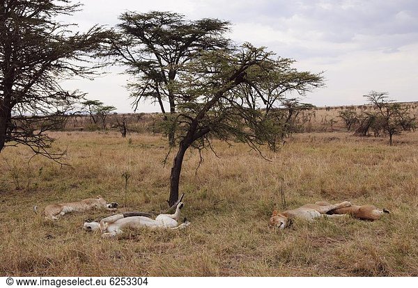 Löwe (Panthera Leo)  Masai Mara  Kenia  Ostafrika  Afrika