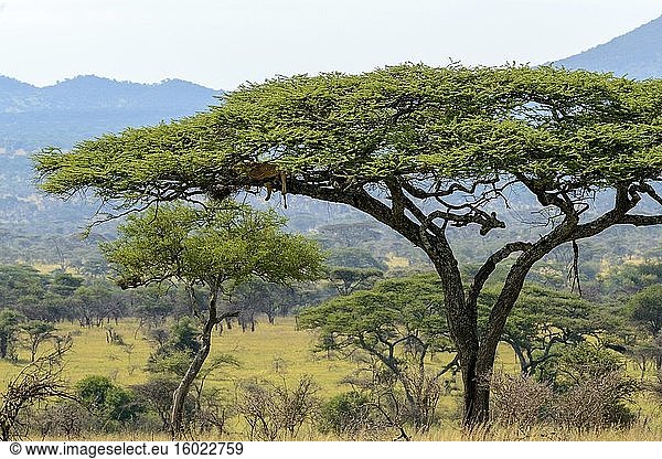 Löwe (Panthera leo) schlafend in einer Schirmdorn-Akazie  auch bekannt als Schirmdorn und israelischer Babool (Vachellia tortilis  früher Acacia tortilis). Serengeti-Nationalpark. Tansania.