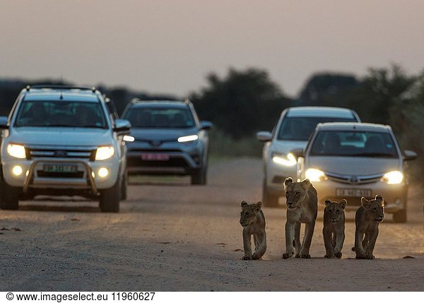 Löwe (Panthera leo). Weibchen mit drei Jungtieren auf einer Straße. In der Morgendämmerung. Die Autos dahinter haben gerade ein Camp für die morgendliche Pirschfahrt verlassen. Kalahari-Wüste  Kgalagadi Transfrontier Park  Südafrika.