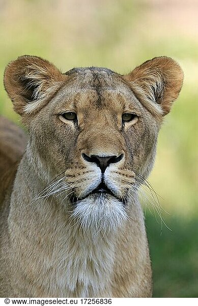 Löwe (Panthera leo)  weiblich  Portrait  wachsam  captive
