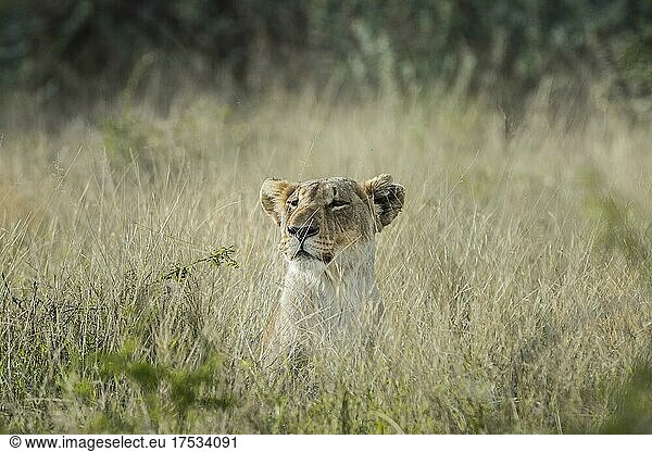 Löwe (Panthera leo)  weibliches Tier liegt in hohem Gras  Etosha National Park  Namibia  Afrika