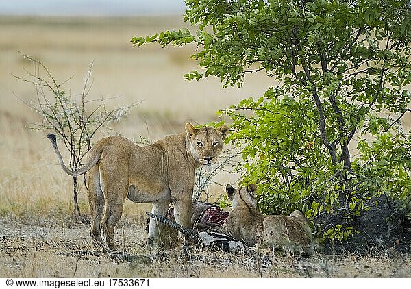 Löwe (Panthera leo)  weibliches Tier und ein Jungtier fressen an einem Riss  Etosha National Park  Namibia  Afrika