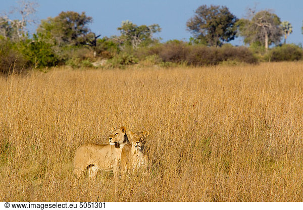 Löwen in den afrikanischen Ebenen