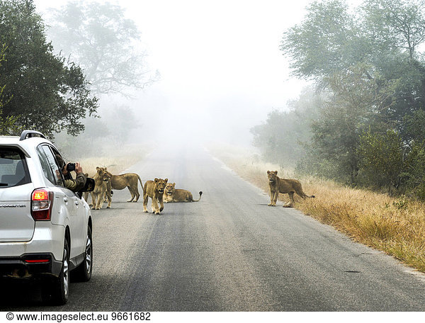 Löwen (Panthera leo) auf einer Asphaltstraße  Krüger-Nationalpark  Südafrika