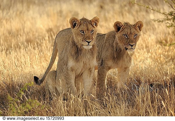 Löwen (Panthera leo)  subadult  männlich  zwei Tiere schauen hinaus  Mountain Zebra National Park  Ostkap  Südafrika  Afrika