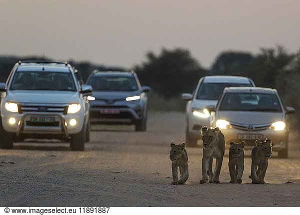 Löwen (Panthera leo)  Weibchen mit drei Jungtieren  die in der Morgendämmerung auf einer Straße spazieren gehen  hinter den Autos für die morgendliche Pirschfahrt  Kalahari-Wüste  Kgalagadi Transfrontier Park  Südafrika  Afrika