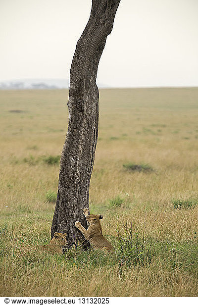 Löwenjunge am Baumstamm auf Grasfeld
