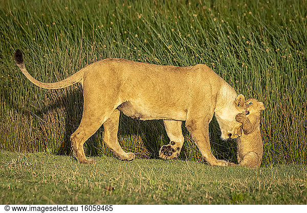 Löwenjunges (Panthera leo) beißt den Kopf der Mutter  Serengeti-Nationalpark; Tansania