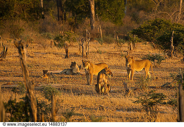 Löwenrudel (Panthera leo) im Mana Pools National Park  Simbabwe