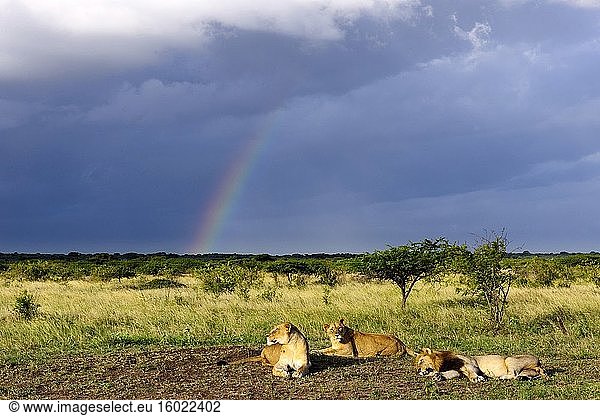 Löwenrudel (Panthera leo) schlafend während eines aufkommenden Gewitters mit Regenbogen.Phinda / Munyawana / Zuka Game Reserve. KwaZulu Natal. Süd Afrika.