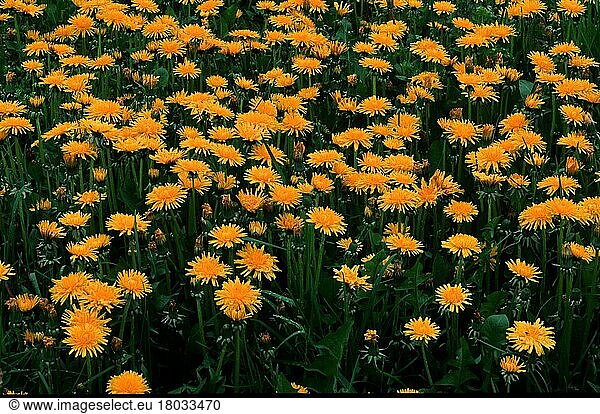 Löwenzahn (Taraxacum officinale)  leuchtend  üppig  Wachstum  Ausdehnung  gelb  grün  Europa  Frühling  Querformat  horizontal  blühend  Wiese  Wiese) (Gemeine Kuhblume Pflanzen) (Pflanzen) (Blumen) (Köpfchenblütler) (Korbblütengewächse) (Compositae) (Deutschl) (Gemeine Kuhblume Pflanzen) (Pflanzen) (Blumen) (Köpfchenblütler) (Korbblütengewächse) (Deutsch) (Gemeine Kuhblume Pflanzen) (Pflanzen) (Blumen) (Köpfchenblütler) (Korbblütengewächse) (Deutschl) (Gemeine Kuhblume Pflanzen) (Pflanzen) (Blumen) (Köpfchenblütler) (Korbblütengewächse) (Deutschl) (Pflanzen) (Blumen) (Köpfchenblütler) (Korbblütengewächse) (Deutschl) (Gemeine Kuhblume Pflanzen) (Pflanzen) (Blumen) (Köpfchenblütler) (Korbblütengewächse) (Deutsch) (Gemeine Kuhblume Pflanzen) (Pflanzen) (Blumen) (Köpfchenblütler) (Korbblütengewächse) (Deutschl) (Gemeine Kuhblume Pflanzen) (Pflanzen) (Blumen) (Köpfchenblütler) (Korbblütengewächse) (Deutschl) (Blumen) (Köpfchenblütler) (Korbblütengewächse) (Deutschl) (Gemeine Kuhblume Pflanzen) (Pflanzen) (Blumen) (Köpfchenblütler) (Korbblütengewächse) (Deutsch) (Gemeine Kuhblume Pflanzen) (Pflanzen) (Blumen) (Köpfchenblütler) (Korbblütengewächse) (Deutschl) (Gemeine Kuhblume Pflanzen) (Pflanzen) (Blumen) (Köpfchenblütler) (Korbblütengewächse) (Deutschl) (Pflanzen) (Blumen) (Köpfchenblütler) (Korbblütengewächse) (Deutschl) (Gemeine Kuhblume Pflanzen) (Pflanzen) (Blumen) (Köpfchenblütler) (Korbblütengewächse) (Deutsch) (Gemeine Kuhblume Pflanzen) (Pflanzen) (Blumen) (Köpfchenblütler) (Korbblütengewächse) (Deutschl) (Gemeine Kuhblume Pflanzen) (Pflanzen) (Blumen) (Köpfchenblütler) (Korbblütengewächse) (Deutschl) (Köpfchenblütler) (Korbblütengewächse) (Deutschl) (Gemeine Kuhblume Pflanzen) (Pflanzen) (Blumen) (Köpfchenblütler) (Korbblütengewächse) (Deutsch) (Gemeine Kuhblume Pflanzen) (Pflanzen) (Blumen) (Köpfchenblütler) (Korbblütengewächse) (Deutschl) (Gemeine Kuhblume Pflanzen) (Pflanzen) (Blumen) (Köpfchenblütler) (Korbblütengewächse) (Deutschl) (Pflanzen) (Blumen) (Köpfchenblütler) (Korbblütengewächse) (Deutschl) (Gemeine Kuhblume Pflanzen) (Pflanzen) (Blumen) (Köpfchenblütler) (Korbblütengewächse) (Deutsch) (Gemeine Kuhblume Pflanzen) (Pflanzen) (Blumen) (Köpfchenblütler) (Korbblütengewächse) (Deutschl) (Gemeine Kuhblume Pflanzen) (Pflanzen) (Blumen) (Köpfchenblütler) (Korbblütengewächse) (Deutschl) (Blumen) (Köpfchenblütler) (Korbblütengewächse) (Deutschl) (Gemeine Kuhblume Pflanzen) (Pflanzen) (Blumen) (Köpfchenblütler) (Korbblütengewächse) (Deutsch) (Gemeine Kuhblume Pflanzen) (Pflanzen) (Blumen) (Köpfchenblütler) (Korbblütengewächse) (Deutschl) (Gemeine Kuhblume Pflanzen) (Pflanzen) (Blumen) (Köpfchenblütler) (Korbblütengewächse) (Deutschl) (Pflanzen) (Blumen) (Köpfchenblütler) (Korbblütengewächse) (Deutschl) (Gemeine Kuhblume Pflanzen) (Pflanzen) (Blumen) (Köpfchenblütler) (Korbblütengewächse) (Deutsch) (Gemeine Kuhblume Pflanzen) (Pflanzen) (Blumen) (Köpfchenblütler) (Korbblütengewächse) (Deutschl) (Gemeine Kuhblume Pflanzen) (Pflanzen) (Blumen) (Köpfchenblütler) (Korbblütengewächse) (Deutschl) (Korbblütengewächse) (Deutschl) (Gemeine Kuhblume Pflanzen) (Pflanzen) (Blumen) (Köpfchenblütler) (Korbblütengewächse) (Deutsch) (Gemeine Kuhblume Pflanzen) (Pflanzen) (Blumen) (Köpfchenblütler) (Korbblütengewächse) (Deutschl) (Gemeine Kuhblume Pflanzen) (Pflanzen) (Blumen) (Köpfchenblütler) (Korbblütengewächse) (Deutschl) (Pflanzen) (Blumen) (Köpfchenblütler) (Korbblütengewächse) (Deutschl) (Gemeine Kuhblume Pflanzen) (Pflanzen) (Blumen) (Köpfchenblütler) (Korbblütengewächse) (Deutsch) (Gemeine Kuhblume Pflanzen) (Pflanzen) (Blumen) (Köpfchenblütler) (Korbblütengewächse) (Deutschl) (Gemeine Kuhblume Pflanzen) (Pflanzen) (Blumen) (Köpfchenblütler) (Korbblütengewächse) (Deutschl) (Blumen) (Köpfchenblütler) (Korbblütengewächse) (Deutschl) (Gemeine Kuhblume Pflanzen) (Pflanzen) (Blumen) (Köpfchenblütler) (Korbblütengewächse) (Deutsch) (Gemeine Kuhblume Pflanzen) (Pflanzen) (Blumen) (Köpfchenblütler) (Korbblütengewächse) (Deutschl) (Gemeine Kuhblume Pflanzen) (Pflanzen) (Blumen) (Köpfchenblütler) (Korbblütengewächse) (Deutschl) (Pflanzen) (Blumen) (Köpfchenblütler) (Korbblütengewächse) (Deutschl) (Gemeine Kuhblume Pflanzen) (Pflanzen) (Blumen) (Köpfchenblütler) (Korbblütengewächse) (Deutsch) (Gemeine Kuhblume Pflanzen) (Pflanzen) (Blumen) (Köpfchenblütler) (Korbblütengewächse) (Deutschl) (Gemeine Kuhblume Pflanzen) (Pflanzen) (Blumen) (Köpfchenblütler) (Korbblütengewächse) (Deutschl) (Köpfchenblütler) (Korbblütengewächse) (Deutschl) (Gemeine Kuhblume Pflanzen) (Pflanzen) (Blumen) (Köpfchenblütler) (Korbblütengewächse) (Deutsch) (Gemeine Kuhblume Pflanzen) (Pflanzen) (Blumen) (Köpfchenblütler) (Korbblütengewächse) (Deutschl) (Gemeine Kuhblume Pflanzen) (Pflanzen) (Blumen) (Köpfchenblütler) (Korbblütengewächse) (Deutschl) (Pflanzen) (Blumen) (Köpfchenblütler) (Korbblütengewächse) (Deutschl) (Gemeine Kuhblume Pflanzen) (Pflanzen) (Blumen) (Köpfchenblütler) (Korbblütengewächse) (Deutsch) (Gemeine Kuhblume Pflanzen) (Pflanzen) (Blumen) (Köpfchenblütler) (Korbblütengewächse) (Deutschl) (Gemeine Kuhblume Pflanzen) (Pflanzen) (Blumen) (Köpfchenblütler) (Korbblütengewächse) (Deutschl) (Blumen) (Köpfchenblütler) (Korbblütengewächse) (Deutschl) (Gemeine Kuhblume Pflanzen) (Pflanzen) (Blumen) (Köpfchenblütler) (Korbblütengewächse) (Deutsch) (Gemeine Kuhblume Pflanzen) (Pflanzen) (Blumen) (Köpfchenblütler) (Korbblütengewächse) (Deutschl) (Gemeine Kuhblume Pflanzen) (Pflanzen) (Blumen) (Köpfchenblütler) (Korbblütengewächse) (Deutschl) (Pflanzen) (Blumen) (Köpfchenblütler) (Korbblütengewächse) (Deutschl) (Gemeine Kuhblume Pflanzen) (Pflanzen) (Blumen) (Köpfchenblütler) (Korbblütengewächse) (Deutsch) (Gemeine Kuhblume Pflanzen) (Pflanzen) (Blumen) (Köpfchenblütler) (Korbblütengewächse) (Deutschl) (Gemeine Kuhblume Pflanzen) (Pflanzen) (Blumen) (Köpfchenblütler) (Korbblütengewächse) (Deutschl) (Deutschl) (Gemeine Kuhblume Pflanzen) (Pflanzen) (Blumen) (Köpfchenblütler) (Korbblütengewächse) (Deutsch) (Gemeine Kuhblume Pflanzen) (Pflanzen) (Blumen) (Köpfchenblütler) (Korbblütengewächse) (Deutschl) (Gemeine Kuhblume Pflanzen) (Pflanzen) (Blumen) (Köpfchenblütler) (Korbblütengewächse) (Deutschl) (Pflanzen) (Blumen) (Köpfchenblütler) (Korbblütengewächse) (Deutschl) (Gemeine Kuhblume Pflanzen) (Pflanzen) (Blumen) (Köpfchenblütler) (Korbblütengewächse) (Deutsch) (Gemeine Kuhblume Pflanzen) (Pflanzen) (Blumen) (Köpfchenblütler) (Korbblütengewächse) (Deutschl) (Gemeine Kuhblume Pflanzen) (Pflanzen) (Blumen) (Köpfchenblütler) (Korbblütengewächse) (Deutschl) (Blumen) (Köpfchenblütler) (Korbblütengewächse) (Deutschl) (Gemeine Kuhblume Pflanzen) (Pflanzen) (Blumen) (Köpfchenblütler) (Korbblütengewächse) (Deutsch) (Gemeine Kuhblume Pflanzen) (Pflanzen) (Blumen) (Köpfchenblütler) (Korbblütengewächse) (Deutschl) (Gemeine Kuhblume Pflanzen) (Pflanzen) (Blumen) (Köpfchenblütler) (Korbblütengewächse) (Deutschl) (Pflanzen) (Blumen) (Köpfchenblütler) (Korbblütengewächse) (Deutschl) (Gemeine Kuhblume Pflanzen) (Pflanzen) (Blumen) (Köpfchenblütler) (Korbblütengewächse) (Deutsch) (Gemeine Kuhblume Pflanzen) (Pflanzen) (Blumen) (Köpfchenblütler) (Korbblütengewächse) (Deutschl) (Gemeine Kuhblume Pflanzen) (Pflanzen) (Blumen) (Köpfchenblütler) (Korbblütengewächse) (Deutschl) (Köpfchenblütler) (Korbblütengewächse) (Deutschl) (Gemeine Kuhblume Pflanzen) (Pflanzen) (Blumen) (Köpfchenblütler) (Korbblütengewächse) (Deutsch) (Gemeine Kuhblume Pflanzen) (Pflanzen) (Blumen) (Köpfchenblütler) (Korbblütengewächse) (Deutschl) (Gemeine Kuhblume Pflanzen) (Pflanzen) (Blumen) (Köpfchenblütler) (Korbblütengewächse) (Deutschl) (Pflanzen) (Blumen) (Köpfchenblütler) (Korbblütengewächse) (Deutschl) (Gemeine Kuhblume Pflanzen) (Pflanzen) (Blumen) (Köpfchenblütler) (Korbblütengewächse) (Deutsch) (Gemeine Kuhblume Pflanzen) (Pflanzen) (Blumen) (Köpfchenblütler) (Korbblütengewächse) (Deutschl) (Gemeine Kuhblume Pflanzen) (Pflanzen) (Blumen) (Köpfchenblütler) (Korbblütengewächse) (Deutschl) (Blumen) (Köpfchenblütler) (Korbblütengewächse) (Deutschl) (Gemeine Kuhblume Pflanzen) (Pflanzen) (Blumen) (Köpfchenblütler) (Korbblütengewächse) (Deutsch) (Gemeine Kuhblume Pflanzen) (Pflanzen) (Blumen) (Köpfchenblütler) (Korbblütengewächse) (Deutschl) (Gemeine Kuhblume Pflanzen) (Pflanzen) (Blumen) (Köpfchenblütler) (Korbblütengewächse) (Deutschl) (Pflanzen) (Blumen) (Köpfchenblütler) (Korbblütengewächse) (Deutschl) (Gemeine Kuhblume Pflanzen) (Pflanzen) (Blumen) (Köpfchenblütler) (Korbblütengewächse) (Deutsch) (Gemeine Kuhblume Pflanzen) (Pflanzen) (Blumen) (Köpfchenblütler) (Korbblütengewächse) (Deutschl) (Gemeine Kuhblume Pflanzen) (Pflanzen) (Blumen) (Köpfchenblütler) (Korbblütengewächse) (Deutschl) (Korbblütengewächse) (Deutschl) (Gemeine Kuhblume Pflanzen) (Pflanzen) (Blumen) (Köpfchenblütler) (Korbblütengewächse) (Deutsch) (Gemeine Kuhblume Pflanzen) (Pflanzen) (Blumen) (Köpfchenblütler) (Korbblütengewächse) (Deutschl) (Gemeine Kuhblume Pflanzen) (Pflanzen) (Blumen) (Köpfchenblütler) (Korbblütengewächse) (Deutschl) (Pflanzen) (Blumen) (Köpfchenblütler) (Korbblütengewächse) (Deutschl) (Gemeine Kuhblume Pflanzen) (Pflanzen) (Blumen) (Köpfchenblütler) (Korbblütengewächse) (Deutsch) (Gemeine Kuhblume Pflanzen) (Pflanzen) (Blumen) (Köpfchenblütler) (Korbblütengewächse) (Deutschl) (Gemeine Kuhblume Pflanzen) (Pflanzen) (Blumen) (Köpfchenblütler) (Korbblütengewächse) (Deutschl) (Blumen) (Köpfchenblütler) (Korbblütengewächse) (Deutschl) (Gemeine Kuhblume Pflanzen) (Pflanzen) (Blumen) (Köpfchenblütler) (Korbblütengewächse) (Deutsch) (Gemeine Kuhblume Pflanzen) (Pflanzen) (Blumen) (Köpfchenblütler) (Korbblütengewächse) (Deutschl) (Gemeine Kuhblume Pflanzen) (Pflanzen) (Blumen) (Köpfchenblütler) (Korbblütengewächse) (Deutschl) (Pflanzen) (Blumen) (Köpfchenblütler) (Korbblütengewächse) (Deutschl) (Gemeine Kuhblume Pflanzen) (Pflanzen) (Blumen) (Köpfchenblütler) (Korbblütengewächse) (Deutsch) (Gemeine Kuhblume Pflanzen) (Pflanzen) (Blumen) (Köpfchenblütler) (Korbblütengewächse) (Deutschl) (Gemeine Kuhblume Pflanzen) (Pflanzen) (Blumen) (Köpfchenblütler) (Korbblütengewächse) (Deutschl) (Köpfchenblütler) (Korbblütengewächse) (Deutschl) (Gemeine Kuhblume Pflanzen) (Pflanzen) (Blumen) (Köpfchenblütler) (Korbblütengewächse) (Deutsch) (Gemeine Kuhblume Pflanzen) (Pflanzen) (Blumen) (Köpfchenblütler) (Korbblütengewächse) (Deutschl) (Gemeine Kuhblume Pflanzen) (Pflanzen) (Blumen) (Köpfchenblütler) (Korbblütengewächse) (Deutschl) (Pflanzen) (Blumen) (Köpfchenblütler) (Korbblütengewächse) (Deutschl) (Gemeine Kuhblume Pflanzen) (Pflanzen) (Blumen) (Köpfchenblütler) (Korbblütengewächse) (Deutsch) (Gemeine Kuhblume Pflanzen) (Pflanzen) (Blumen) (Köpfchenblütler) (Korbblütengewächse) (Deutschl) (Gemeine Kuhblume Pflanzen) (Pflanzen) (Blumen) (Köpfchenblütler) (Korbblütengewächse) (Deutschl) (Blumen) (Köpfchenblütler) (Korbblütengewächse) (Deutschl) (Gemeine Kuhblume Pflanzen) (Pflanzen) (Blumen) (Köpfchenblütler) (Korbblütengewächse) (Deutsch) (Gemeine Kuhblume Pflanzen) (Pflanzen) (Blumen) (Köpfchenblütler) (Korbblütengewächse) (Deutschl) (Gemeine Kuhblume Pflanzen) (Pflanzen) (Blumen) (Köpfchenblütler) (Korbblütengewächse) (Deutschl) (Pflanzen) (Blumen) (Köpfchenblütler) (Korbblütengewächse) (Deutschl) (Gemeine Kuhblume Pflanzen) (Pflanzen) (Blumen) (Köpfchenblütler) (Korbblütengewächse) (Deutsch) (Gemeine Kuhblume Pflanzen) (Pflanzen) (Blumen) (Köpfchenblütler) (Korbblütengewächse) (Deutschl) (Gemeine Kuhblume Pflanzen) (Pflanzen) (Blumen) (Köpfchenblütler) (Korbblütengewächse) (Deutschl) (Deutschl) (Gemeine Kuhblume Pflanzen) (Pflanzen) (Blumen) (Köpfchenblütler) (Korbblütengewächse) (Deutsch) (Gemeine Kuhblume Pflanzen) (Pflanzen) (Blumen) (Köpfchenblütler) (Korbblütengewächse) (Deutschl) (Gemeine Kuhblume Pflanzen) (Pflanzen) (Blumen) (Köpfchenblütler) (Korbblütengewächse) (Deutschl) (Pflanzen) (Blumen) (Köpfchenblütler) (Korbblütengewächse) (Deutschl) (Gemeine Kuhblume Pflanzen) (Pflanzen) (Blumen) (Köpfchenblütler) (Korbblütengewächse) (Deutsch) (Gemeine Kuhblume Pflanzen) (Pflanzen) (Blumen) (Köpfchenblütler) (Korbblütengewächse) (Deutschl) (Gemeine Kuhblume Pflanzen) (Pflanzen) (Blumen) (Köpfchenblütler) (Korbblütengewächse) (Deutschl) (Blumen) (Köpfchenblütler) (Korbblütengewächse) (Deutschl) (Gemeine Kuhblume Pflanzen) (Pflanzen) (Blumen) (Köpfchenblütler) (Korbblütengewächse) (Deutsch) (Gemeine Kuhblume Pflanzen) (Pflanzen) (Blumen) (Köpfchenblütler) (Korbblütengewächse) (Deutschl) (Gemeine Kuhblume Pflanzen) (Pflanzen) (Blumen) (Köpfchenblütler) (Korbblütengewächse) (Deutschl) (Pflanzen) (Blumen) (Köpfchenblütler) (Korbblütengewächse) (Deutschl) (Gemeine Kuhblume Pflanzen) (Pflanzen) (Blumen) (Köpfchenblütler) (Korbblütengewächse) (Deutsch) (Gemeine Kuhblume Pflanzen) (Pflanzen) (Blumen) (Köpfchenblütler) (Korbblütengewächse) (Deutschl) (Gemeine Kuhblume Pflanzen) (Pflanzen) (Blumen) (Köpfchenblütler) (Korbblütengewächse) (Deutschl) (Köpfchenblütler) (Korbblütengewächse) (Deutschl) (Gemeine Kuhblume Pflanzen) (Pflanzen) (Blumen) (Köpfchenblütler) (Korbblütengewächse) (Deutsch) (Gemeine Kuhblume Pflanzen) (Pflanzen) (Blumen) (Köpfchenblütler) (Korbblütengewächse) (Deutschl) (Gemeine Kuhblume Pflanzen) (Pflanzen) (Blumen) (Köpfchenblütler) (Korbblütengewächse) (Deutschl) (Pflanzen) (Blumen) (Köpfchenblütler) (Korbblütengewächse) (Deutschl) (Gemeine Kuhblume Pflanzen) (Pflanzen) (Blumen) (Köpfchenblütler) (Korbblütengewächse) (Deutsch) (Gemeine Kuhblume Pflanzen) (Pflanzen) (Blumen) (Köpfchenblütler) (Korbblütengewächse) (Deutschl) (Gemeine Kuhblume Pflanzen) (Pflanzen) (Blumen) (Köpfchenblütler) (Korbblütengewächse) (Deutschl) (Blumen) (Köpfchenblütler) (Korbblütengewächse) (Deutschl) (Gemeine Kuhblume Pflanzen) (Pflanzen) (Blumen) (Köpfchenblütler) (Korbblütengewächse) (Deutsch) (Gemeine Kuhblume Pflanzen) (Pflanzen) (Blumen) (Köpfchenblütler) (Korbblütengewächse) (Deutschl) (Gemeine Kuhblume Pflanzen) (Pflanzen) (Blumen) (Köpfchenblütler) (Korbblütengewächse) (Deutschl) (Pflanzen) (Blumen) (Köpfchenblütler) (Korbblütengewächse) (Deutschl) (Gemeine Kuhblume Pflanzen) (Pflanzen) (Blumen) (Köpfchenblütler) (Korbblütengewächse) (Deutsch) (Gemeine Kuhblume Pflanzen) (Pflanzen) (Blumen) (Köpfchenblütler) (Korbblütengewächse) (Deutschl) (Gemeine Kuhblume Pflanzen) (Pflanzen) (Blumen) (Köpfchenblütler) (Korbblütengewächse) (Deutschl) (Korbblütengewächse) (Deutschl) (Gemeine Kuhblume Pflanzen) (Pflanzen) (Blumen) (Köpfchenblütler) (Korbblütengewächse) (Deutsch) (Gemeine Kuhblume Pflanzen) (Pflanzen) (Blumen) (Köpfchenblütler) (Korbblütengewächse) (Deutschl) (Gemeine Kuhblume Pflanzen) (Pflanzen) (Blumen) (Köpfchenblütler) (Korbblütengewächse) (Deutschl) (Pflanzen) (Blumen) (Köpfchenblütler) (Korbblütengewächse) (Deutschl) (Gemeine Kuhblume Pflanzen) (Pflanzen) (Blumen) (Köpfchenblütler) (Korbblütengewächse) (Deutsch) (Gemeine Kuhblume Pflanzen) (Pflanzen) (Blumen) (Köpfchenblütler) (Korbblütengewächse) (Deutschl) (Gemeine Kuhblume Pflanzen) (Pflanzen) (Blumen) (Köpfchenblütler) (Korbblütengewächse) (Deutschl) (Blumen) (Köpfchenblütler) (Korbblütengewächse) (Deutschl) (Gemeine Kuhblume Pflanzen) (Pflanzen) (Blumen) (Köpfchenblütler) (Korbblütengewächse) (Deutsch) (Gemeine Kuhblume Pflanzen) (Pflanzen) (Blumen) (Köpfchenblütler) (Korbblütengewächse) (Deutschl) (Gemeine Kuhblume Pflanzen) (Pflanzen) (Blumen) (Köpfchenblütler) (Korbblütengewächse) (Deutschl) (Pflanzen) (Blumen) (Köpfchenblütler) (Korbblütengewächse) (Deutschl) (Gemeine Kuhblume Pflanzen) (Pflanzen) (Blumen) (Köpfchenblütler) (Korbblütengewächse) (Deutsch) (Gemeine Kuhblume Pflanzen) (Pflanzen) (Blumen) (Köpfchenblütler) (Korbblütengewächse) (Deutschl) (Gemeine Kuhblume Pflanzen) (Pflanzen) (Blumen) (Köpfchenblütler) (Korbblütengewächse) (Deutschl) (Köpfchenblütler) (Korbblütengewächse) (Deutschl) (Gemeine Kuhblume Pflanzen) (Pflanzen) (Blumen) (Köpfchenblütler) (Korbblütengewächse) (Deutsch) (Gemeine Kuhblume Pflanzen) (Pflanzen) (Blumen) (Köpfchenblütler) (Korbblütengewächse) (Deutschl) (Gemeine Kuhblume Pflanzen) (Pflanzen) (Blumen) (Köpfchenblütler) (Korbblütengewächse) (Deutschl) (Pflanzen) (Blumen) (Köpfchenblütler) (Korbblütengewächse) (Deutschl) (Gemeine Kuhblume Pflanzen) (Pflanzen) (Blumen) (Köpfchenblütler) (Korbblütengewächse) (Deutsch) (Gemeine Kuhblume Pflanzen) (Pflanzen) (Blumen) (Köpfchenblütler) (Korbblütengewächse) (Deutschl) (Gemeine Kuhblume Pflanzen) (Pflanzen) (Blumen) (Köpfchenblütler) (Korbblütengewächse) (Deutschl) (Blumen) (Köpfchenblütler) (Korbblütengewächse) (Deutschl) (Gemeine Kuhblume Pflanzen) (Pflanzen) (Blumen) (Köpfchenblütler) (Korbblütengewächse) (Deutsch) (Gemeine Kuhblume Pflanzen) (Pflanzen) (Blumen) (Köpfchenblütler) (Korbblütengewächse) (Deutschl) (Gemeine Kuhblume Pflanzen) (Pflanzen) (Blumen) (Köpfchenblütler) (Korbblütengewächse) (Deutschl) (Pflanzen) (Blumen) (Köpfchenblütler) (Korbblütengewächse) (Deutschl) (Gemeine Kuhblume Pflanzen) (Pflanzen) (Blumen) (Köpfchenblütler) (Korbblütengewächse) (Deutsch) (Gemeine Kuhblume Pflanzen) (Pflanzen) (Blumen) (Köpfchenblütler) (Korbblütengewächse) (Deutschl) (Gemeine Kuhblume Pflanzen) (Pflanzen) (Blumen) (Köpfchenblütler) (Korbblütengewächse) (Deutschl) (Deutschl) (Gemeine Kuhblume Pflanzen) (Pflanzen) (Blumen) (Köpfchenblütler) (Korbblütengewächse) (Deutsch) (Gemeine Kuhblume Pflanzen) (Pflanzen) (Blumen) (Köpfchenblütler) (Korbblütengewächse) (Deutschl) (Gemeine Kuhblume Pflanzen) (Pflanzen) (Blumen) (Köpfchenblütler) (Korbblütengewächse) (Deutschl) (Pflanzen) (Blumen) (Köpfchenblütler) (Korbblütengewächse) (Deutschl) (Gemeine Kuhblume Pflanzen) (Pflanzen) (Blumen) (Köpfchenblütler) (Korbblütengewächse) (Deutsch) (Gemeine Kuhblume Pflanzen) (Pflanzen) (Blumen) (Köpfchenblütler) (Korbblütengewächse) (Deutschl) (Gemeine Kuhblume Pflanzen) (Pflanzen) (Blumen) (Köpfchenblütler) (Korbblütengewächse) (Deutschl) (Blumen) (Köpfchenblütler) (Korbblütengewächse) (Deutschl) (Gemeine Kuhblume Pflanzen) (Pflanzen) (Blumen) (Köpfchenblütler) (Korbblütengewächse) (Deutsch) (Gemeine Kuhblume Pflanzen) (Pflanzen) (Blumen) (Köpfchenblütler) (Korbblütengewächse) (Deutschl) (Gemeine Kuhblume Pflanzen) (Pflanzen) (Blumen) (Köpfchenblütler) (Korbblütengewächse) (Deutschl) (Pflanzen) (Blumen) (Köpfchenblütler) (Korbblütengewächse) (Deutschl) (Gemeine Kuhblume Pflanzen) (Pflanzen) (Blumen) (Köpfchenblütler) (Korbblütengewächse) (Deutsch) (Gemeine Kuhblume Pflanzen) (Pflanzen) (Blumen) (Köpfchenblütler) (Korbblütengewächse) (Deutschl) (Gemeine Kuhblume Pflanzen) (Pflanzen) (Blumen) (Köpfchenblütler) (Korbblütengewächse) (Deutschl) (Köpfchenblütler) (Korbblütengewächse) (Deutschl) (Gemeine Kuhblume Pflanzen) (Pflanzen) (Blumen) (Köpfchenblütler) (Korbblütengewächse) (Deutsch) (Gemeine Kuhblume Pflanzen) (Pflanzen) (Blumen) (Köpfchenblütler) (Korbblütengewächse) (Deutschl) (Gemeine Kuhblume Pflanzen) (Pflanzen) (Blumen) (Köpfchenblütler) (Korbblütengewächse) (Deutschl) (Pflanzen) (Blumen) (Köpfchenblütler) (Korbblütengewächse) (Deutschl) (Gemeine Kuhblume Pflanzen) (Pflanzen) (Blumen) (Köpfchenblütler) (Korbblütengewächse) (Deutsch) (Gemeine Kuhblume Pflanzen) (Pflanzen) (Blumen) (Köpfchenblütler) (Korbblütengewächse) (Deutschl) (Gemeine Kuhblume Pflanzen) (Pflanzen) (Blumen) (Köpfchenblütler) (Korbblütengewächse) (Deutschl) (Blumen) (Köpfchenblütler) (Korbblütengewächse) (Deutschl) (Gemeine Kuhblume Pflanzen) (Pflanzen) (Blumen) (Köpfchenblütler) (Korbblütengewächse) (Deutsch) (Gemeine Kuhblume Pflanzen) (Pflanzen) (Blumen) (Köpfchenblütler) (Korbblütengewächse) (Deutschl) (Gemeine Kuhblume Pflanzen) (Pflanzen) (Blumen) (Köpfchenblütler) (Korbblütengewächse) (Deutschl) (Pflanzen) (Blumen) (Köpfchenblütler) (Korbblütengewächse) (Deutschl) (Gemeine Kuhblume Pflanzen) (Pflanzen) (Blumen) (Köpfchenblütler) (Korbblütengewächse) (Deutsch) (Gemeine Kuhblume Pflanzen) (Pflanzen) (Blumen) (Köpfchenblütler) (Korbblütengewächse) (Deutschl) (Gemeine Kuhblume Pflanzen) (Pflanzen) (Blumen) (Köpfchenblütler) (Korbblütengewächse) (Deutschl) (Korbblütengewächse) (Deutschl) (Gemeine Kuhblume Pflanzen) (Pflanzen) (Blumen) (Köpfchenblütler) (Korbblütengewächse) (Deutsch) (Gemeine Kuhblume Pflanzen) (Pflanzen) (Blumen) (Köpfchenblütler) (Korbblütengewächse) (Deutschl) (Gemeine Kuhblume Pflanzen) (Pflanzen) (Blumen) (Köpfchenblütler) (Korbblütengewächse) (Deutschl) (Pflanzen) (Blumen) (Köpfchenblütler) (Korbblütengewächse) (Deutschl) (Gemeine Kuhblume Pflanzen) (Pflanzen) (Blumen) (Köpfchenblütler) (Korbblütengewächse) (Deutsch) (Gemeine Kuhblume Pflanzen) (Pflanzen) (Blumen) (Köpfchenblütler) (Korbblütengewächse) (Deutschl) (Gemeine Kuhblume Pflanzen) (Pflanzen) (Blumen) (Köpfchenblütler) (Korbblütengewächse) (Deutschl) (Blumen) (Köpfchenblütler) (Korbblütengewächse) (Deutschl) (Gemeine Kuhblume Pflanzen) (Pflanzen) (Blumen) (Köpfchenblütler) (Korbblütengewächse) (Deutsch) (Gemeine Kuhblume Pflanzen) (Pflanzen) (Blumen) (Köpfchenblütler) (Korbblütengewächse) (Deutschl) (Gemeine Kuhblume Pflanzen) (Pflanzen) (Blumen) (Köpfchenblütler) (Korbblütengewächse) (Deutschl) (Pflanzen) (Blumen) (Köpfchenblütler) (Korbblütengewächse) (Deutschl) (Gemeine Kuhblume Pflanzen) (Pflanzen) (Blumen) (Köpfchenblütler) (Korbblütengewächse) (Deutsch) (Gemeine Kuhblume Pflanzen) (Pflanzen) (Blumen) (Köpfchenblütler) (Korbblütengewächse) (Deutschl) (Gemeine Kuhblume Pflanzen) (Pflanzen) (Blumen) (Köpfchenblütler) (Korbblütengewächse) (Deutschl) (Köpfchenblütler) (Korbblütengewächse) (Deutschl) (Gemeine Kuhblume Pflanzen) (Pflanzen) (Blumen) (Köpfchenblütler) (Korbblütengewächse) (Deutsch) (Gemeine Kuhblume Pflanzen) (Pflanzen) (Blumen) (Köpfchenblütler) (Korbblütengewächse) (Deutschl) (Gemeine Kuhblume Pflanzen) (Pflanzen) (Blumen) (Köpfchenblütler) (Korbblütengewächse) (Deutschl) (Pflanzen) (Blumen) (Köpfchenblütler) (Korbblütengewächse) (Deutschl) (Gemeine Kuhblume Pflanzen) (Pflanzen) (Blumen) (Köpfchenblütler) (Korbblütengewächse) (Deutsch) (Gemeine Kuhblume Pflanzen) (Pflanzen) (Blumen) (Köpfchenblütler) (Korbblütengewächse) (Deutschl) (Gemeine Kuhblume Pflanzen) (Pflanzen) (Blumen) (Köpfchenblütler) (Korbblütengewächse) (Deutschl) (Blumen) (Köpfchenblütler) (Korbblütengewächse) (Deutschl) (Gemeine Kuhblume Pflanzen) (Pflanzen) (Blumen) (Köpfchenblütler) (Korbblütengewächse) (Deutsch) (Gemeine Kuhblume Pflanzen) (Pflanzen) (Blumen) (Köpfchenblütler) (Korbblütengewächse) (Deutschl) (Gemeine Kuhblume Pflanzen) (Pflanzen) (Blumen) (Köpfchenblütler) (Korbblütengewächse) (Deutschl) (Pflanzen) (Blumen) (Köpfchenblütler) (Korbblütengewächse) (Deutschl) (Gemeine Kuhblume Pflanzen) (Pflanzen) (Blumen) (Köpfchenblütler) (Korbblütengewächse) (Deutsch) (Gemeine Kuhblume Pflanzen) (Pflanzen) (Blumen) (Köpfchenblütler) (Korbblütengewächse) (Deutschl) (Gemeine Kuhblume Pflanzen) (Pflanzen) (Blumen) (Köpfchenblütler) (Korbblütengewächse) (Deutschl) (Gemeine Kuhblume Pflanzen) (Pflanzen) (Blumen) (Köpfchenblütler) (Korbblütengewächse) (Deutsch) (Gemeine Kuhblume Pflanzen) (Pflanzen) (Blumen) (Köpfchenblütler) (Korbblütengewächse) (Deutschl) (Gemeine Kuhblume Pflanzen) (Pflanzen) (Blumen) (Köpfchenblütler) (Korbblütengewächse) (Deutschl) (Pflanzen) (Blumen) (Köpfchenblütler) (Korbblütengewächse) (Deutschl) (Gemeine Kuhblume Pflanzen) (Pflanzen) (Blumen) (Köpfchenblütler) (Korbblütengewächse) (Deutsch) (Gemeine Kuhblume Pflanzen) (Pflanzen) (Blumen) (Köpfchenblütler) (Korbblütengewächse) (Deutschl) (Gemeine Kuhblume Pflanzen) (Pflanzen) (Blumen) (Köpfchenblütler) (Korbblütengewächse) (Deutschl) (Blumen) (Köpfchenblütler) (Korbblütengewächse) (Deutschl) (Gemeine Kuhblume Pflanzen) (Pflanzen) (Blumen) (Köpfchenblütler) (Korbblütengewächse) (Deutsch) (Gemeine Kuhblume Pflanzen) (Pflanzen) (Blumen) (Köpfchenblütler) (Korbblütengewächse) (Deutschl) (Gemeine Kuhblume Pflanzen) (Pflanzen) (Blumen) (Köpfchenblütler) (Korbblütengewächse) (Deutschl) (Pflanzen) (Blumen) (Köpfchenblütler) (Korbblütengewächse) (Deutschl) (Gemeine Kuhblume Pflanzen) (Pflanzen) (Blumen) (Köpfchenblütler) (Korbblütengewächse) (Deutsch) (Gemeine Kuhblume Pflanzen) (Pflanzen) (Blumen) (Köpfchenblütler) (Korbblütengewächse) (Deutschl) (Gemeine Kuhblume Pflanzen) (Pflanzen) (Blumen) (Köpfchenblütler) (Korbblütengewächse) (Deutschl) (Köpfchenblütler) (Korbblütengewächse) (Deutschl) (Gemeine Kuhblume Pflanzen) (Pflanzen) (Blumen) (Köpfchenblütler) (Korbblütengewächse) (Deutsch) (Gemeine Kuhblume Pflanzen) (Pflanzen) (Blumen) (Köpfchenblütler) (Korbblütengewächse) (Deutschl) (Gemeine Kuhblume Pflanzen) (Pflanzen) (Blumen) (Köpfchenblütler) (Korbblütengewächse) (Deutschl) (Pflanzen) (Blumen) (Köpfchenblütler) (Korbblütengewächse) (Deutschl) (Gemeine Kuhblume Pflanzen) (Pflanzen) (Blumen) (Köpfchenblütler) (Korbblütengewächse) (Deutsch) (Gemeine Kuhblume Pflanzen) (Pflanzen) (Blumen) (Köpfchenblütler) (Korbblütengewächse) (Deutschl) (Gemeine Kuhblume Pflanzen) (Pflanzen) (Blumen) (Köpfchenblütler) (Korbblütengewächse) (Deutschl) (Blumen) (Köpfchenblütler) (Korbblütengewächse) (Deutschl) (Gemeine Kuhblume Pflanzen) (Pflanzen) (Blumen) (Köpfchenblütler) (Korbblütengewächse) (Deutsch) (Gemeine Kuhblume Pflanzen) (Pflanzen) (Blumen) (Köpfchenblütler) (Korbblütengewächse) (Deutschl) (Gemeine Kuhblume Pflanzen) (Pflanzen) (Blumen) (Köpfchenblütler) (Korbblütengewächse) (Deutschl) (Pflanzen) (Blumen) (Köpfchenblütler) (Korbblütengewächse) (Deutschl) (Gemeine Kuhblume Pflanzen) (Pflanzen) (Blumen) (Köpfchenblütler) (Korbblütengewächse) (Deutsch) (Gemeine Kuhblume Pflanzen) (Pflanzen) (Blumen) (Köpfchenblütler) (Korbblütengewächse) (Deutschl) (Gemeine Kuhblume Pflanzen) (Pflanzen) (Blumen) (Köpfchenblütler) (Korbblütengewächse) (Deutschl) (Korbblütengewächse) (Deutschl) (Gemeine Kuhblume Pflanzen) (Pflanzen) (Blumen) (Köpfchenblütler) (Korbblütengewächse) (Deutsch) (Gemeine Kuhblume Pflanzen) (Pflanzen) (Blumen) (Köpfchenblütler) (Korbblütengewächse) (Deutschl) (Gemeine Kuhblume Pflanzen) (Pflanzen) (Blumen) (Köpfchenblütler) (Korbblütengewächse) (Deutschl) (Pflanzen) (Blumen) (Köpfchenblütler) (Korbblütengewächse) (Deutschl) (Gemeine Kuhblume Pflanzen) (Pflanzen) (Blumen) (Köpfchenblütler) (Korbblütengewächse) (Deutsch) (Gemeine Kuhblume Pflanzen) (Pflanzen) (Blumen) (Köpfchenblütler) (Korbblütengewächse) (Deutschl) (Gemeine Kuhblume Pflanzen) (Pflanzen) (Blumen) (Köpfchenblütler) (Korbblütengewächse) (Deutschl) (Blumen) (Köpfchenblütler) (Korbblütengewächse) (Deutschl) (Gemeine Kuhblume Pflanzen) (Pflanzen) (Blumen) (Köpfchenblütler) (Korbblütengewächse) (Deutsch) (Gemeine Kuhblume Pflanzen) (Pflanzen) (Blumen) (Köpfchenblütler) (Korbblütengewächse) (Deutschl) (Gemeine Kuhblume Pflanzen) (Pflanzen) (Blumen) (Köpfchenblütler) (Korbblütengewächse) (Deutschl) (Pflanzen) (Blumen) (Köpfchenblütler) (Korbblütengewächse) (Deutschl) (Gemeine Kuhblume Pflanzen) (Pflanzen) (Blumen) (Köpfchenblütler) (Korbblütengewächse) (Deutsch) (Gemeine Kuhblume Pflanzen) (Pflanzen) (Blumen) (Köpfchenblütler) (Korbblütengewächse) (Deutschl) (Gemeine Kuhblume Pflanzen) (Pflanzen) (Blumen) (Köpfchenblütler) (Korbblütengewächse) (Deutschl) (Köpfchenblütler) (Korbblütengewächse) (Deutschl) (Gemeine Kuhblume Pflanzen) (Pflanzen) (Blumen) (Köpfchenblütler) (Korbblütengewächse) (Deutsch) (Gemeine Kuhblume Pflanzen) (Pflanzen) (Blumen) (Köpfchenblütler) (Korbblütengewächse) (Deutschl) (Gemeine Kuhblume Pflanzen) (Pflanzen) (Blumen) (Köpfchenblütler) (Korbblütengewächse) (Deutschl) (Pflanzen) (Blumen) (Köpfchenblütler) (Korbblütengewächse) (Deutschl) (Gemeine Kuhblume Pflanzen) (Pflanzen) (Blumen) (Köpfchenblütler) (Korbblütengewächse) (Deutsch) (Gemeine Kuhblume Pflanzen) (Pflanzen) (Blumen) (Köpfchenblütler) (Korbblütengewächse) (Deutschl) (Gemeine Kuhblume Pflanzen) (Pflanzen) (Blumen) (Köpfchenblütler) (Korbblütengewächse) (Deutschl) (Blumen) (Köpfchenblütler) (Korbblütengewächse) (Deutschl) (Gemeine Kuhblume Pflanzen) (Pflanzen) (Blumen) (Köpfchenblütler) (Korbblütengewächse) (Deutsch) (Gemeine Kuhblume Pflanzen) (Pflanzen) (Blumen) (Köpfchenblütler) (Korbblütengewächse) (Deutschl) (Gemeine Kuhblume Pflanzen) (Pflanzen) (Blumen) (Köpfchenblütler) (Korbblütengewächse) (Deutschl) (Pflanzen) (Blumen) (Köpfchenblütler) (Korbblütengewächse) (Deutschl) (Gemeine Kuhblume Pflanzen) (Pflanzen) (Blumen) (Köpfchenblütler) (Korbblütengewächse) (Deutsch) (Gemeine Kuhblume Pflanzen) (Pflanzen) (Blumen) (Köpfchenblütler) (Korbblütengewächse) (Deutschl) (Gemeine Kuhblume Pflanzen) (Pflanzen) (Blumen) (Köpfchenblütler) (Korbblütengewächse) (Deutschl) (Deutschl) (Gemeine Kuhblume Pflanzen) (Pflanzen) (Blumen) (Köpfchenblütler) (Korbblütengewächse) (Deutsch) (Gemeine Kuhblume Pflanzen) (Pflanzen) (Blumen) (Köpfchenblütler) (Korbblütengewächse) (Deutschl) (Gemeine Kuhblume Pflanzen) (Pflanzen) (Blumen) (Köpfchenblütler) (Korbblütengewächse) (Deutschl) (Pflanzen) (Blumen) (Köpfchenblütler) (Korbblütengewächse) (Deutschl) (Gemeine Kuhblume Pflanzen) (Pflanzen) (Blumen) (Köpfchenblütler) (Korbblütengewächse) (Deutsch) (Gemeine Kuhblume Pflanzen) (Pflanzen) (Blumen) (Köpfchenblütler) (Korbblütengewächse) (Deutschl) (Gemeine Kuhblume Pflanzen) (Pflanzen) (Blumen) (Köpfchenblütler) (Korbblütengewächse) (Deutschl) (Blumen) (Köpfchenblütler) (Korbblütengewächse) (Deutschl) (Gemeine Kuhblume Pflanzen) (Pflanzen) (Blumen) (Köpfchenblütler) (Korbblütengewächse) (Deutsch) (Gemeine Kuhblume Pflanzen) (Pflanzen) (Blumen) (Köpfchenblütler) (Korbblütengewächse) (Deutschl) (Gemeine Kuhblume Pflanzen) (Pflanzen) (Blumen) (Köpfchenblütler) (Korbblütengewächse) (Deutschl) (Pflanzen) (Blumen) (Köpfchenblütler) (Korbblütengewächse) (Deutschl) (Gemeine Kuhblume Pflanzen) (Pflanzen) (Blumen) (Köpfchenblütler) (Korbblütengewächse) (Deutsch) (Gemeine Kuhblume Pflanzen) (Pflanzen) (Blumen) (Köpfchenblütler) (Korbblütengewächse) (Deutschl) (Gemeine Kuhblume Pflanzen) (Pflanzen) (Blumen) (Köpfchenblütler) (Korbblütengewächse) (Deutschl) (Köpfchenblütler) (Korbblütengewächse) (Deutschl) (Gemeine Kuhblume Pflanzen) (Pflanzen) (Blumen) (Köpfchenblütler) (Korbblütengewächse) (Deutsch) (Gemeine Kuhblume Pflanzen) (Pflanzen) (Blumen) (Köpfchenblütler) (Korbblütengewächse) (Deutschl) (Gemeine Kuhblume Pflanzen) (Pflanzen) (Blumen) (Köpfchenblütler) (Korbblütengewächse) (Deutschl) (Pflanzen) (Blumen) (Köpfchenblütler) (Korbblütengewächse) (Deutschl) (Gemeine Kuhblume Pflanzen) (Pflanzen) (Blumen) (Köpfchenblütler) (Korbblütengewächse) (Deutsch) (Gemeine Kuhblume Pflanzen) (Pflanzen) (Blumen) (Köpfchenblütler) (Korbblütengewächse) (Deutschl) (Gemeine Kuhblume Pflanzen) (Pflanzen) (Blumen) (Köpfchenblütler) (Korbblütengewächse) (Deutschl) (Blumen) (Köpfchenblütler) (Korbblütengewächse) (Deutschl) (Gemeine Kuhblume Pflanzen) (Pflanzen) (Blumen) (Köpfchenblütler) (Korbblütengewächse) (Deutsch) (Gemeine Kuhblume Pflanzen) (Pflanzen) (Blumen) (Köpfchenblütler) (Korbblütengewächse) (Deutschl) (Gemeine Kuhblume Pflanzen) (Pflanzen) (Blumen) (Köpfchenblütler) (Korbblütengewächse) (Deutschl) (Pflanzen) (Blumen) (Köpfchenblütler) (Korbblütengewächse) (Deutschl) (Gemeine Kuhblume Pflanzen) (Pflanzen) (Blumen) (Köpfchenblütler) (Korbblütengewächse) (Deutsch) (Gemeine Kuhblume Pflanzen) (Pflanzen) (Blumen) (Köpfchenblütler) (Korbblütengewächse) (Deutschl) (Gemeine Kuhblume Pflanzen) (Pflanzen) (Blumen) (Köpfchenblütler) (Korbblütengewächse) (Deutschl) (Korbblütengewächse) (Deutschl) (Gemeine Kuhblume Pflanzen) (Pflanzen) (Blumen) (Köpfchenblütler) (Korbblütengewächse) (Deutsch) (Gemeine Kuhblume Pflanzen) (Pflanzen) (Blumen) (Köpfchenblütler) (Korbblütengewächse) (Deutschl) (Gemeine Kuhblume Pflanzen) (Pflanzen) (Blumen) (Köpfchenblütler) (Korbblütengewächse) (Deutschl) (Pflanzen) (Blumen) (Köpfchenblütler) (Korbblütengewächse) (Deutschl) (Gemeine Kuhblume Pflanzen) (Pflanzen) (Blumen) (Köpfchenblütler) (Korbblütengewächse) (Deutsch) (Gemeine Kuhblume Pflanzen) (Pflanzen) (Blumen) (Köpfchenblütler) (Korbblütengewächse) (Deutschl) (Gemeine Kuhblume Pflanzen) (Pflanzen) (Blumen) (Köpfchenblütler) (Korbblütengewächse) (Deutschl) (Blumen) (Köpfchenblütler) (Korbblütengewächse) (Deutschl) (Gemeine Kuhblume Pflanzen) (Pflanzen) (Blumen) (Köpfchenblütler) (Korbblütengewächse) (Deutsch) (Gemeine Kuhblume Pflanzen) (Pflanzen) (Blumen) (Köpfchenblütler) (Korbblütengewächse) (Deutschl) (Gemeine Kuhblume Pflanzen) (Pflanzen) (Blumen) (Köpfchenblütler) (Korbblütengewächse) (Deutschl) (Pflanzen) (Blumen) (Köpfchenblütler) (Korbblütengewächse) (Deutschl) (Gemeine Kuhblume Pflanzen) (Pflanzen) (Blumen) (Köpfchenblütler) (Korbblütengewächse) (Deutsch) (Gemeine Kuhblume Pflanzen) (Pflanzen) (Blumen) (Köpfchenblütler) (Korbblütengewächse) (Deutschl) (Gemeine Kuhblume Pflanzen) (Pflanzen) (Blumen) (Köpfchenblütler) (Korbblütengewächse) (Deutschl) (Köpfchenblütler) (Korbblütengewächse) (Deutschl) (Gemeine Kuhblume Pflanzen) (Pflanzen) (Blumen) (Köpfchenblütler) (Korbblütengewächse) (Deutsch) (Gemeine Kuhblume Pflanzen) (Pflanzen) (Blumen) (Köpfchenblütler) (Korbblütengewächse) (Deutschl) (Gemeine Kuhblume Pflanzen) (Pflanzen) (Blumen) (Köpfchenblütler) (Korbblütengewächse) (Deutschl) (Pflanzen) (Blumen) (Köpfchenblütler) (Korbblütengewächse) (Deutschl) (Gemeine Kuhblume Pflanzen) (Pflanzen) (Blumen) (Köpfchenblütler) (Korbblütengewächse) (Deutsch) (Gemeine Kuhblume Pflanzen) (Pflanzen) (Blumen) (Köpfchenblütler) (Korbblütengewächse) (Deutschl) (Gemeine Kuhblume Pflanzen) (Pflanzen) (Blumen) (Köpfchenblütler) (Korbblütengewächse) (Deutschl) (Blumen) (Köpfchenblütler) (Korbblütengewächse) (Deutschl) (Gemeine Kuhblume Pflanzen) (Pflanzen) (Blumen) (Köpfchenblütler) (Korbblütengewächse) (Deutsch) (Gemeine Kuhblume Pflanzen) (Pflanzen) (Blumen) (Köpfchenblütler) (Korbblütengewächse) (Deutschl) (Gemeine Kuhblume Pflanzen) (Pflanzen) (Blumen) (Köpfchenblütler) (Korbblütengewächse) (Deutschl) (Pflanzen) (Blumen) (Köpfchenblütler) (Korbblütengewächse) (Deutschl) (Gemeine Kuhblume Pflanzen) (Pflanzen) (Blumen) (Köpfchenblütler) (Korbblütengewächse) (Deutsch) (Gemeine Kuhblume Pflanzen) (Pflanzen) (Blumen) (Köpfchenblütler) (Korbblütengewächse) (Deutschl) (Gemeine Kuhblume Pflanzen) (Pflanzen) (Blumen) (Köpfchenblütler) (Korbblütengewächse) (Deutschl) (Deutschl) (Gemeine Kuhblume Pflanzen) (Pflanzen) (Blumen) (Köpfchenblütler) (Korbblütengewächse) (Deutsch) (Gemeine Kuhblume Pflanzen) (Pflanzen) (Blumen) (Köpfchenblütler) (Korbblütengewächse) (Deutschl) (Gemeine Kuhblume Pflanzen) (Pflanzen) (Blumen) (Köpfchenblütler) (Korbblütengewächse) (Deutschl) (Pflanzen) (Blumen) (Köpfchenblütler) (Korbblütengewächse) (Deutschl) (Gemeine Kuhblume Pflanzen) (Pflanzen) (Blumen) (Köpfchenblütler) (Korbblütengewächse) (Deutsch) (Gemeine Kuhblume Pflanzen) (Pflanzen) (Blumen) (Köpfchenblütler) (Korbblütengewächse) (Deutschl) (Gemeine Kuhblume Pflanzen) (Pflanzen) (Blumen) (Köpfchenblütler) (Korbblütengewächse) (Deutschl) (Blumen) (Köpfchenblütler) (Korbblütengewächse) (Deutschl) (Gemeine Kuhblume Pflanzen) (Pflanzen) (Blumen) (Köpfchenblütler) (Korbblütengewächse) (Deutsch) (Gemeine Kuhblume Pflanzen) (Pflanzen) (Blumen) (Köpfchenblütler) (Korbblütengewächse) (Deutschl) (Gemeine Kuhblume Pflanzen) (Pflanzen) (Blumen) (Köpfchenblütler) (Korbblütengewächse) (Deutschl) (Pflanzen) (Blumen) (Köpfchenblütler) (Korbblütengewächse) (Deutschl) (Gemeine Kuhblume Pflanzen) (Pflanzen) (Blumen) (Köpfchenblütler) (Korbblütengewächse) (Deutsch) (Gemeine Kuhblume Pflanzen) (Pflanzen) (Blumen) (Köpfchenblütler) (Korbblütengewächse) (Deutschl) (Gemeine Kuhblume Pflanzen) (Pflanzen) (Blumen) (Köpfchenblütler) (Korbblütengewächse) (Deutschl) (Köpfchenblütler) (Korbblütengewächse) (Deutschl) (Gemeine Kuhblume Pflanzen) (Pflanzen) (Blumen) (Köpfchenblütler) (Korbblütengewächse) (Deutsch) (Gemeine Kuhblume Pflanzen) (Pflanzen) (Blumen) (Köpfchenblütler) (Korbblütengewächse) (Deutschl) (Gemeine Kuhblume Pflanzen) (Pflanzen) (Blumen) (Köpfchenblütler) (Korbblütengewächse) (Deutschl) (Pflanzen) (Blumen) (Köpfchenblütler) (Korbblütengewächse) (Deutschl) (Gemeine Kuhblume Pflanzen) (Pflanzen) (Blumen) (Köpfchenblütler) (Korbblütengewächse) (Deutsch) (Gemeine Kuhblume Pflanzen) (Pflanzen) (Blumen) (Köpfchenblütler) (Korbblütengewächse) (Deutschl) (Gemeine Kuhblume Pflanzen) (Pflanzen) (Blumen) (Köpfchenblütler) (Korbblütengewächse) (Deutschl) (Blumen) (Köpfchenblütler) (Korbblütengewächse) (Deutschl) (Gemeine Kuhblume Pflanzen) (Pflanzen) (Blumen) (Köpfchenblütler) (Korbblütengewächse) (Deutsch) (Gemeine Kuhblume Pflanzen) (Pflanzen) (Blumen) (Köpfchenblütler) (Korbblütengewächse) (Deutschl) (Gemeine Kuhblume Pflanzen) (Pflanzen) (Blumen) (Köpfchenblütler) (Korbblütengewächse) (Deutschl) (Pflanzen) (Blumen) (Köpfchenblütler) (Korbblütengewächse) (Deutschl) (Gemeine Kuhblume Pflanzen) (Pflanzen) (Blumen) (Köpfchenblütler) (Korbblütengewächse) (Deutsch) (Gemeine Kuhblume Pflanzen) (Pflanzen) (Blumen) (Köpfchenblütler) (Korbblütengewächse) (Deutschl) (Gemeine Kuhblume Pflanzen) (Pflanzen) (Blumen) (Köpfchenblütler) (Korbblütengewächse) (Deutschl) (Korbblütengewächse) (Deutschl) (Gemeine Kuhblume Pflanzen) (Pflanzen) (Blumen) (Köpfchenblütler) (Korbblütengewächse) (Deutsch) (Gemeine Kuhblume Pflanzen) (Pflanzen) (Blumen) (Köpfchenblütler) (Korbblütengewächse) (Deutschl) (Gemeine Kuhblume Pflanzen) (Pflanzen) (Blumen) (Köpfchenblütler) (Korbblütengewächse) (Deutschl) (Pflanzen) (Blumen) (Köpfchenblütler) (Korbblütengewächse) (Deutschl) (Gemeine Kuhblume Pflanzen) (Pflanzen) (Blumen) (Köpfchenblütler) (Korbblütengewächse) (Deutsch) (Gemeine Kuhblume Pflanzen) (Pflanzen) (Blumen) (Köpfchenblütler) (Korbblütengewächse) (Deutschl) (Gemeine Kuhblume Pflanzen) (Pflanzen) (Blumen) (Köpfchenblütler) (Korbblütengewächse) (Deutschl) (Blumen) (Köpfchenblütler) (Korbblütengewächse) (Deutschl) (Gemeine Kuhblume Pflanzen) (Pflanzen) (Blumen) (Köpfchenblütler) (Korbblütengewächse) (Deutsch) (Gemeine Kuhblume Pflanzen) (Pflanzen) (Blumen) (Köpfchenblütler) (Korbblütengewächse) (Deutschl) (Gemeine Kuhblume Pflanzen) (Pflanzen) (Blumen) (Köpfchenblütler) (Korbblütengewächse) (Deutschl) (Pflanzen) (Blumen) (Köpfchenblütler) (Korbblütengewächse) (Deutschl) (Gemeine Kuhblume Pflanzen) (Pflanzen) (Blumen) (Köpfchenblütler) (Korbblütengewächse) (Deutsch) (Gemeine Kuhblume Pflanzen) (Pflanzen) (Blumen) (Köpfchenblütler) (Korbblütengewächse) (Deutschl) (Gemeine Kuhblume Pflanzen) (Pflanzen) (Blumen) (Köpfchenblütler) (Korbblütengewächse) (Deutschl) (Köpfchenblütler) (Korbblütengewächse) (Deutschl) (Gemeine Kuhblume Pflanzen) (Pflanzen) (Blumen) (Köpfchenblütler) (Korbblütengewächse) (Deutsch) (Gemeine Kuhblume Pflanzen) (Pflanzen) (Blumen) (Köpfchenblütler) (Korbblütengewächse) (Deutschl) (Gemeine Kuhblume Pflanzen) (Pflanzen) (Blumen) (Köpfchenblütler) (Korbblütengewächse) (Deutschl) (Pflanzen) (Blumen) (Köpfchenblütler) (Korbblütengewächse) (Deutschl) (Gemeine Kuhblume Pflanzen) (Pflanzen) (Blumen) (Köpfchenblütler) (Korbblütengewächse) (Deutsch) (Gemeine Kuhblume Pflanzen) (Pflanzen) (Blumen) (Köpfchenblütler) (Korbblütengewächse) (Deutschl) (Gemeine Kuhblume Pflanzen) (Pflanzen) (Blumen) (Köpfchenblütler) (Korbblütengewächse) (Deutschl) (Blumen) (Köpfchenblütler) (Korbblütengewächse) (Deutschl) (Gemeine Kuhblume Pflanzen) (Pflanzen) (Blumen) (Köpfchenblütler) (Korbblütengewächse) (Deutsch) (Gemeine Kuhblume Pflanzen) (Pflanzen) (Blumen) (Köpfchenblütler) (Korbblütengewächse) (Deutschl) (Gemeine Kuhblume Pflanzen) (Pflanzen) (Blumen) (Köpfchenblütler) (Korbblütengewächse) (Deutschl) (Pflanzen) (Blumen) (Köpfchenblütler) (Korbblütengewächse) (Deutschl) (Gemeine Kuhblume Pflanzen) (Pflanzen) (Blumen) (Köpfchenblütler) (Korbblütengewächse) (Deutsch) (Gemeine Kuhblume Pflanzen) (Pflanzen) (Blumen) (Köpfchenblütler) (Korbblütengewächse) (Deutschl) (Gemeine Kuhblume Pflanzen) (Pflanzen) (Blumen) (Köpfchenblütler) (Korbblütengewächse) (Deutschl) (Deutschl) (Gemeine Kuhblume Pflanzen) (Pflanzen) (Blumen) (Köpfchenblütler) (Korbblütengewächse) (Deutsch) (Gemeine Kuhblume Pflanzen) (Pflanzen) (Blumen) (Köpfchenblütler) (Korbblütengewächse) (Deutschl) (Gemeine Kuhblume Pflanzen) (Pflanzen) (Blumen) (Köpfchenblütler) (Korbblütengewächse) (Deutschl) (Pflanzen) (Blumen) (Köpfchenblütler) (Korbblütengewächse) (Deutschl) (Gemeine Kuhblume Pflanzen) (Pflanzen) (Blumen) (Köpfchenblütler) (Korbblütengewächse) (Deutsch) (Gemeine Kuhblume Pflanzen) (Pflanzen) (Blumen) (Köpfchenblütler) (Korbblütengewächse) (Deutschl) (Gemeine Kuhblume Pflanzen) (Pflanzen) (Blumen) (Köpfchenblütler) (Korbblütengewächse) (Deutschl) (Blumen) (Köpfchenblütler) (Korbblütengewächse) (Deutschl) (Gemeine Kuhblume Pflanzen) (Pflanzen) (Blumen) (Köpfchenblütler) (Korbblütengewächse) (Deutsch) (Gemeine Kuhblume Pflanzen) (Pflanzen) (Blumen) (Köpfchenblütler) (Korbblütengewächse) (Deutschl) (Gemeine Kuhblume Pflanzen) (Pflanzen) (Blumen) (Köpfchenblütler) (Korbblütengewächse) (Deutschl) (Pflanzen) (Blumen) (Köpfchenblütler) (Korbblütengewächse) (Deutschl) (Gemeine Kuhblume Pflanzen) (Pflanzen) (Blumen) (Köpfchenblütler) (Korbblütengewächse) (Deutsch) (Gemeine Kuhblume Pflanzen) (Pflanzen) (Blumen) (Köpfchenblütler) (Korbblütengewächse) (Deutschl) (Gemeine Kuhblume Pflanzen) (Pflanzen) (Blumen) (Köpfchenblütler) (Korbblütengewächse) (Deutschl) (Köpfchenblütler) (Korbblütengewächse) (Deutschl) (Gemeine Kuhblume Pflanzen) (Pflanzen) (Blumen) (Köpfchenblütler) (Korbblütengewächse) (Deutsch) (Gemeine Kuhblume Pflanzen) (Pflanzen) (Blumen) (Köpfchenblütler) (Korbblütengewächse) (Deutschl) (Gemeine Kuhblume Pflanzen) (Pflanzen) (Blumen) (Köpfchenblütler) (Korbblütengewächse) (Deutschl) (Pflanzen) (Blumen) (Köpfchenblütler) (Korbblütengewächse) (Deutschl) (Gemeine Kuhblume Pflanzen) (Pflanzen) (Blumen) (Köpfchenblütler) (Korbblütengewächse) (Deutsch) (Gemeine Kuhblume Pflanzen) (Pflanzen) (Blumen) (Köpfchenblütler) (Korbblütengewächse) (Deutschl) (Gemeine Kuhblume Pflanzen) (Pflanzen) (Blumen) (Köpfchenblütler) (Korbblütengewächse) (Deutschl) (Blumen) (Köpfchenblütler) (Korbblütengewächse) (Deutschl) (Gemeine Kuhblume Pflanzen) (Pflanzen) (Blumen) (Köpfchenblütler) (Korbblütengewächse) (Deutsch) (Gemeine Kuhblume Pflanzen) (Pflanzen) (Blumen) (Köpfchenblütler) (Korbblütengewächse) (Deutschl) (Gemeine Kuhblume Pflanzen) (Pflanzen) (Blumen) (Köpfchenblütler) (Korbblütengewächse) (Deutschl) (Pflanzen) (Blumen) (Köpfchenblütler) (Korbblütengewächse) (Deutschl) (Gemeine Kuhblume Pflanzen) (Pflanzen) (Blumen) (Köpfchenblütler) (Korbblütengewächse) (Deutsch) (Gemeine Kuhblume Pflanzen) (Pflanzen) (Blumen) (Köpfchenblütler) (Korbblütengewächse) (Deutschl) (Gemeine Kuhblume Pflanzen) (Pflanzen) (Blumen) (Köpfchenblütler) (Korbblütengewächse) (Deutschl) (Korbblütengewächse) (Deutschl) (Gemeine Kuhblume Pflanzen) (Pflanzen) (Blumen) (Köpfchenblütler) (Korbblütengewächse) (Deutsch) (Gemeine Kuhblume Pflanzen) (Pflanzen) (Blumen) (Köpfchenblütler) (Korbblütengewächse) (Deutschl) (Gemeine Kuhblume Pflanzen) (Pflanzen) (Blumen) (Köpfchenblütler) (Korbblütengewächse) (Deutschl) (Pflanzen) (Blumen) (Köpfchenblütler) (Korbblütengewächse) (Deutschl) (Gemeine Kuhblume Pflanzen) (Pflanzen) (Blumen) (Köpfchenblütler) (Korbblütengewächse) (Deutsch) (Gemeine Kuhblume Pflanzen) (Pflanzen) (Blumen) (Köpfchenblütler) (Korbblütengewächse) (Deutschl) (Gemeine Kuhblume Pflanzen) (Pflanzen) (Blumen) (Köpfchenblütler) (Korbblütengewächse) (Deutschl) (Blumen) (Köpfchenblütler) (Korbblütengewächse) (Deutschl) (Gemeine Kuhblume Pflanzen) (Pflanzen) (Blumen) (Köpfchenblütler) (Korbblütengewächse) (Deutsch) (Gemeine Kuhblume Pflanzen) (Pflanzen) (Blumen) (Köpfchenblütler) (Korbblütengewächse) (Deutschl) (Gemeine Kuhblume Pflanzen) (Pflanzen) (Blumen) (Köpfchenblütler) (Korbblütengewächse) (Deutschl) (Pflanzen) (Blumen) (Köpfchenblütler) (Korbblütengewächse) (Deutschl) (Gemeine Kuhblume Pflanzen) (Pflanzen) (Blumen) (Köpfchenblütler) (Korbblütengewächse) (Deutsch) (Gemeine Kuhblume Pflanzen) (Pflanzen) (Blumen) (Köpfchenblütler) (Korbblütengewächse) (Deutschl) (Gemeine Kuhblume Pflanzen) (Pflanzen) (Blumen) (Köpfchenblütler) (Korbblütengewächse) (Deutschl) (Köpfchenblütler) (Korbblütengewächse) (Deutschl) (Gemeine Kuhblume Pflanzen) (Pflanzen) (Blumen) (Köpfchenblütler) (Korbblütengewächse) (Deutsch) (Gemeine Kuhblume Pflanzen) (Pflanzen) (Blumen) (Köpfchenblütler) (Korbblütengewächse) (Deutschl) (Gemeine Kuhblume Pflanzen) (Pflanzen) (Blumen) (Köpfchenblütler) (Korbblütengewächse) (Deutschl) (Pflanzen) (Blumen) (Köpfchenblütler) (Korbblütengewächse) (Deutschl) (Gemeine Kuhblume Pflanzen) (Pflanzen) (Blumen) (Köpfchenblütler) (Korbblütengewächse) (Deutsch) (Gemeine Kuhblume Pflanzen) (Pflanzen) (Blumen) (Köpfchenblütler) (Korbblütengewächse) (Deutschl) (Gemeine Kuhblume Pflanzen) (Pflanzen) (Blumen) (Köpfchenblütler) (Korbblütengewächse) (Deutschl) (Blumen) (Köpfchenblütler) (Korbblütengewächse) (Deutschl) (Gemeine Kuhblume Pflanzen) (Pflanzen) (Blumen) (Köpfchenblütler) (Korbblütengewächse) (Deutsch) (Gemeine Kuhblume Pflanzen) (Pflanzen) (Blumen) (Köpfchenblütler) (Korbblütengewächse) (Deutschl) (Gemeine Kuhblume Pflanzen) (Pflanzen) (Blumen) (Köpfchenblütler) (Korbblütengewächse) (Deutschl) (Pflanzen) (Blumen) (Köpfchenblütler) (Korbblütengewächse) (Deutschl) (Gemeine Kuhblume Pflanzen) (Pflanzen) (Blumen) (Köpfchenblütler) (Korbblütengewächse) (Deutsch) (Gemeine Kuhblume Pflanzen) (Pflanzen) (Blumen) (Köpfchenblütler) (Korbblütengewächse) (Deutschl) (Gemeine Kuhblume Pflanzen) (Pflanzen) (Blumen) (Köpfchenblütler) (Korbblütengewächse) (Deutsch) (Gemeine Kuhblume Pflanzen) (Pflanzen) (Blumen) (Köpfchenblütler) (Korbblütengewächse) (Deutsch) (Gemeine Kuhblume Pflanzen) (Pflanzen) (Blumen) (Köpfchenblütler) (Korbblütengewächse) (Deutschl) (Gemeine Kuhblume Pflanzen) (Pflanzen) (Blumen) (Köpfchenblütler) (Korbblütengewächse) (Deutschl) (Pflanzen) (Blumen) (Köpfchenblütler) (Korbblütengewächse) (Deutschl) (Gemeine Kuhblume Pflanzen) (Pflanzen) (Blumen) (Köpfchenblütler) (Korbblütengewächse) (Deutsch) (Gemeine Kuhblume Pflanzen) (Pflanzen) (Blumen) (Köpfchenblütler) (Korbblütengewächse) (Deutschl) (Gemeine Kuhblume Pflanzen) (Pflanzen) (Blumen) (Köpfchenblütler) (Korbblütengewächse) (Deutschl) (Blumen) (Köpfchenblütler) (Korbblütengewächse) (Deutschl) (Gemeine Kuhblume Pflanzen) (Pflanzen) (Blumen) (Köpfchenblütler) (Korbblütengewächse) (Deutsch) (Gemeine Kuhblume Pflanzen) (Pflanzen) (Blumen) (Köpfchenblütler) (Korbblütengewächse) (Deutschl) (Gemeine Kuhblume Pflanzen) (Pflanzen) (Blumen) (Köpfchenblütler) (Korbblütengewächse) (Deutschl) (Pflanzen) (Blumen) (Köpfchenblütler) (Korbblütengewächse) (Deutschl) (Gemeine Kuhblume Pflanzen) (Pflanzen) (Blumen) (Köpfchenblütler) (Korbblütengewächse) (Deutsch) (Gemeine Kuhblume Pflanzen) (Pflanzen) (Blumen) (Köpfchenblütler) (Korbblütengewächse) (Deutschl) (Gemeine Kuhblume Pflanzen) (Pflanzen) (Blumen) (Köpfchenblütler) (Korbblütengewächse) (Deutschl) (Köpfchenblütler) (Korbblütengewächse) (Deutschl) (Gemeine Kuhblume Pflanzen) (Pflanzen) (Blumen) (Köpfchenblütler) (Korbblütengewächse) (Deutsch) (Gemeine Kuhblume Pflanzen) (Pflanzen) (Blumen) (Köpfchenblütler) (Korbblütengewächse) (Deutschl) (Gemeine Kuhblume Pflanzen) (Pflanzen) (Blumen) (Köpfchenblütler) (Korbblütengewächse) (Deutschl) (Pflanzen) (Blumen) (Köpfchenblütler) (Korbblütengewächse) (Deutschl) (Gemeine Kuhblume Pflanzen) (Pflanzen) (Blumen) (Köpfchenblütler) (Korbblütengewächse) (Deutsch) (Gemeine Kuhblume Pflanzen) (Pflanzen) (Blumen) (Köpfchenblütler) (Korbblütengewächse) (Deutschl) (Gemeine Kuhblume Pflanzen) (Pflanzen) (Blumen) (Köpfchenblütler) (Korbblütengewächse) (Deutschl) (Blumen) (Köpfchenblütler) (Korbblütengewächse) (Deutschl) (Gemeine Kuhblume Pflanzen) (Pflanzen) (Blumen) (Köpfchenblütler) (Korbblütengewächse) (Deutsch) (Gemeine Kuhblume Pflanzen) (Pflanzen) (Blumen) (Köpfchenblütler) (Korbblütengewächse) (Deutschl) (Gemeine Kuhblume Pflanzen) (Pflanzen) (Blumen) (Köpfchenblütler) (Korbblütengewächse) (Deutschl) (Pflanzen) (Blumen) (Köpfchenblütler) (Korbblütengewächse) (Deutschl) (Gemeine Kuhblume Pflanzen) (Pflanzen) (Blumen) (Köpfchenblütler) (Korbblütengewächse) (Deutsch) (Gemeine Kuhblume Pflanzen) (Pflanzen) (Blumen) (Köpfchenblütler) (Korbblütengewächse) (Deutschl) (Gemeine Kuhblume Pflanzen) (Pflanzen) (Blumen) (Köpfchenblütler) (Korbblütengewächse) (Deutschl) (Korbblütengewächse) (Deutschl) (Gemeine Kuhblume Pflanzen) (Pflanzen) (Blumen) (Köpfchenblütler) (Korbblütengewächse) (Deutsch) (Gemeine Kuhblume Pflanzen) (Pflanzen) (Blumen) (Köpfchenblütler) (Korbblütengewächse) (Deutschl) (Gemeine Kuhblume Pflanzen) (Pflanzen) (Blumen) (Köpfchenblütler) (Korbblütengewächse) (Deutschl) (Pflanzen) (Blumen) (Köpfchenblütler) (Korbblütengewächse) (Deutschl) (Gemeine Kuhblume Pflanzen) (Pflanzen) (Blumen) (Köpfchenblütler) (Korbblütengewächse) (Deutsch) (Gemeine Kuhblume Pflanzen) (Pflanzen) (Blumen) (Köpfchenblütler) (Korbblütengewächse) (Deutschl) (Gemeine Kuhblume Pflanzen) (Pflanzen) (Blumen) (Köpfchenblütler) (Korbblütengewächse) (Deutschl) (Blumen) (Köpfchenblütler) (Korbblütengewächse) (Deutschl) (Gemeine Kuhblume Pflanzen) (Pflanzen) (Blumen) (Köpfchenblütler) (Korbblütengewächse) (Deutsch) (Gemeine Kuhblume Pflanzen) (Pflanzen) (Blumen) (Köpfchenblütler) (Korbblütengewächse) (Deutschl) (Gemeine Kuhblume Pflanzen) (Pflanzen) (Blumen) (Köpfchenblütler) (Korbblütengewächse) (Deutschl) (Pflanzen) (Blumen) (Köpfchenblütler) (Korbblütengewächse) (Deutschl) (Gemeine Kuhblume Pflanzen) (Pflanzen) (Blumen) (Köpfchenblütler) (Korbblütengewächse) (Deutsch) (Gemeine Kuhblume Pflanzen) (Pflanzen) (Blumen) (Köpfchenblütler) (Korbblütengewächse) (Deutschl) (Gemeine Kuhblume Pflanzen) (Pflanzen) (Blumen) (Köpfchenblütler) (Korbblütengewächse) (Deutschl) (Köpfchenblütler) (Korbblütengewächse) (Deutschl) (Gemeine Kuhblume Pflanzen) (Pflanzen) (Blumen) (Köpfchenblütler) (Korbblütengewächse) (Deutsch) (Gemeine Kuhblume Pflanzen) (Pflanzen) (Blumen) (Köpfchenblütler) (Korbblütengewächse) (Deutschl) (Gemeine Kuhblume Pflanzen) (Pflanzen) (Blumen) (Köpfchenblütler) (Korbblütengewächse) (Deutschl) (Pflanzen) (Blumen) (Köpfchenblütler) (Korbblütengewächse) (Deutschl) (Gemeine Kuhblume Pflanzen) (Pflanzen) (Blumen) (Köpfchenblütler) (Korbblütengewächse) (Deutsch) (Gemeine Kuhblume Pflanzen) (Pflanzen) (Blumen) (Köpfchenblütler) (Korbblütengewächse) (Deutschl) (Gemeine Kuhblume Pflanzen) (Pflanzen) (Blumen) (Köpfchenblütler) (Korbblütengewächse) (Deutschl) (Blumen) (Köpfchenblütler) (Korbblütengewächse) (Deutschl) (Gemeine Kuhblume Pflanzen) (Pflanzen) (Blumen) (Köpfchenblütler) (Korbblütengewächse) (Deutsch) (Gemeine Kuhblume Pflanzen) (Pflanzen) (Blumen) (Köpfchenblütler) (Korbblütengewächse) (Deutschl) (Gemeine Kuhblume Pflanzen) (Pflanzen) (Blumen) (Köpfchenblütler) (Korbblütengewächse) (Deutschl) (Pflanzen) (Blumen) (Köpfchenblütler) (Korbblütengewächse) (Deutschl) (Gemeine Kuhblume Pflanzen) (Pflanzen) (Blumen) (Köpfchenblütler) (Korbblütengewächse) (Deutsch) (Gemeine Kuhblume Pflanzen) (Pflanzen) (Blumen) (Köpfchenblütler) (Korbblütengewächse) (Deutschl) (Gemeine Kuhblume Pflanzen) (Pflanzen) (Blumen) (Köpfchenblütler) (Korbblütengewächse) (Deutschl) (Deutschl) (Gemeine Kuhblume Pflanzen) (Pflanzen) (Blumen) (Köpfchenblütler) (Korbblütengewächse) (Deutsch) (Gemeine Kuhblume Pflanzen) (Pflanzen) (Blumen) (Köpfchenblütler) (Korbblütengewächse) (Deutschl) (Gemeine Kuhblume Pflanzen) (Pflanzen) (Blumen) (Köpfchenblütler) (Korbblütengewächse) (Deutschl) (Pflanzen) (Blumen) (Köpfchenblütler) (Korbblütengewächse) (Deutschl) (Gemeine Kuhblume Pflanzen) (Pflanzen) (Blumen) (Köpfchenblütler) (Korbblütengewächse) (Deutsch) (Gemeine Kuhblume Pflanzen) (Pflanzen) (Blumen) (Köpfchenblütler) (Korbblütengewächse) (Deutschl) (Gemeine Kuhblume Pflanzen) (Pflanzen) (Blumen) (Köpfchenblütler) (Korbblütengewächse) (Deutschl) (Blumen) (Köpfchenblütler) (Korbblütengewächse) (Deutschl) (Gemeine Kuhblume Pflanzen) (Pflanzen) (Blumen) (Köpfchenblütler) (Korbblütengewächse) (Deutsch) (Gemeine Kuhblume Pflanzen) (Pflanzen) (Blumen) (Köpfchenblütler) (Korbblütengewächse) (Deutschl) (Gemeine Kuhblume Pflanzen) (Pflanzen) (Blumen) (Köpfchenblütler) (Korbblütengewächse) (Deutschl) (Pflanzen) (Blumen) (Köpfchenblütler) (Korbblütengewächse) (Deutschl) (Gemeine Kuhblume Pflanzen) (Pflanzen) (Blumen) (Köpfchenblütler) (Korbblütengewächse) (Deutsch) (Gemeine Kuhblume Pflanzen) (Pflanzen) (Blumen) (Köpfchenblütler) (Korbblütengewächse) (Deutschl) (Gemeine Kuhblume Pflanzen) (Pflanzen) (Blumen) (Köpfchenblütler) (Korbblütengewächse) (Deutschl) (Köpfchenblütler) (Korbblütengewächse) (Deutschl) (Gemeine Kuhblume Pflanzen) (Pflanzen) (Blumen) (Köpfchenblütler) (Korbblütengewächse) (Deutsch) (Gemeine Kuhblume Pflanzen) (Pflanzen) (Blumen) (Köpfchenblütler) (Korbblütengewächse) (Deutschl) (Gemeine Kuhblume Pflanzen) (Pflanzen) (Blumen) (Köpfchenblütler) (Korbblütengewächse) (Deutschl) (Pflanzen) (Blumen) (Köpfchenblütler) (Korbblütengewächse) (Deutschl) (Gemeine Kuhblume Pflanzen) (Pflanzen) (Blumen) (Köpfchenblütler) (Korbblütengewächse) (Deutsch) (Gemeine Kuhblume Pflanzen) (Pflanzen) (Blumen) (Köpfchenblütler) (Korbblütengewächse) (Deutschl) (Gemeine Kuhblume Pflanzen) (Pflanzen) (Blumen) (Köpfchenblütler) (Korbblütengewächse) (Deutschl) (Blumen) (Köpfchenblütler) (Korbblütengewächse) (Deutschl) (Gemeine Kuhblume Pflanzen) (Pflanzen) (Blumen) (Köpfchenblütler) (Korbblütengewächse) (Deutsch) (Gemeine Kuhblume Pflanzen) (Pflanzen) (Blumen) (Köpfchenblütler) (Korbblütengewächse) (Deutschl) (Gemeine Kuhblume Pflanzen) (Pflanzen) (Blumen) (Köpfchenblütler) (Korbblütengewächse) (Deutschl) (Pflanzen) (Blumen) (Köpfchenblütler) (Korbblütengewächse) (Deutschl) (Gemeine Kuhblume Pflanzen) (Pflanzen) (Blumen) (Köpfchenblütler) (Korbblütengewächse) (Deutsch) (Gemeine Kuhblume Pflanzen) (Pflanzen) (Blumen) (Köpfchenblütler) (Korbblütengewächse) (Deutschl) (Gemeine Kuhblume Pflanzen) (Pflanzen) (Blumen) (Köpfchenblütler) (Korbblütengewächse) (Deutschl) (Korbblütengewächse) (Deutschl) (Gemeine Kuhblume Pflanzen) (Pflanzen) (Blumen) (Köpfchenblütler) (Korbblütengewächse) (Deutsch) (Gemeine Kuhblume Pflanzen) (Pflanzen) (Blumen) (Köpfchenblütler) (Korbblütengewächse) (Deutschl) (Gemeine Kuhblume Pflanzen) (Pflanzen) (Blumen) (Köpfchenblütler) (Korbblütengewächse) (Deutschl) (Pflanzen) (Blumen) (Köpfchenblütler) (Korbblütengewächse) (Deutschl) (Gemeine Kuhblume Pflanzen) (Pflanzen) (Blumen) (Köpfchenblütler) (Korbblütengewächse) (Deutsch) (Gemeine Kuhblume Pflanzen) (Pflanzen) (Blumen) (Köpfchenblütler) (Korbblütengewächse) (Deutschl) (Gemeine Kuhblume Pflanzen) (Pflanzen) (Blumen) (Köpfchenblütler) (Korbblütengewächse) (Deutschl) (Blumen) (Köpfchenblütler) (Korbblütengewächse) (Deutschl) (Gemeine Kuhblume Pflanzen) (Pflanzen) (Blumen) (Köpfchenblütler) (Korbblütengewächse) (Deutsch) (Gemeine Kuhblume Pflanzen) (Pflanzen) (Blumen) (Köpfchenblütler) (Korbblütengewächse) (Deutschl) (Gemeine Kuhblume Pflanzen) (Pflanzen) (Blumen) (Köpfchenblütler) (Korbblütengewächse) (Deutschl) (Pflanzen) (Blumen) (Köpfchenblütler) (Korbblütengewächse) (Deutschl) (Gemeine Kuhblume Pflanzen) (Pflanzen) (Blumen) (Köpfchenblütler) (Korbblütengewächse) (Deutsch) (Gemeine Kuhblume Pflanzen) (Pflanzen) (Blumen) (Köpfchenblütler) (Korbblütengewächse) (Deutschl) (Gemeine Kuhblume Pflanzen) (Pflanzen) (Blumen) (Köpfchenblütler) (Korbblütengewächse) (Deutschl) (Köpfchenblütler) (Korbblütengewächse) (Deutschl) (Gemeine Kuhblume Pflanzen) (Pflanzen) (Blumen) (Köpfchenblütler) (Korbblütengewächse) (Deutsch) (Gemeine Kuhblume Pflanzen) (Pflanzen) (Blumen) (Köpfchenblütler) (Korbblütengewächse) (Deutschl) (Gemeine Kuhblume Pflanzen) (Pflanzen) (Blumen) (Köpfchenblütler) (Korbblütengewächse) (Deutschl) (Pflanzen) (Blumen) (Köpfchenblütler) (Korbblütengewächse) (Deutschl) (Gemeine Kuhblume Pflanzen) (Pflanzen) (Blumen) (Köpfchenblütler) (Korbblütengewächse) (Deutsch) (Gemeine Kuhblume Pflanzen) (Pflanzen) (Blumen) (Köpfchenblütler) (Korbblütengewächse) (Deutschl) (Gemeine Kuhblume Pflanzen) (Pflanzen) (Blumen) (Köpfchenblütler) (Korbblütengewächse) (Deutschl) (Blumen) (Köpfchenblütler) (Korbblütengewächse) (Deutschl) (Gemeine Kuhblume Pflanzen) (Pflanzen) (Blumen) (Köpfchenblütler) (Korbblütengewächse) (Deutsch) (Gemeine Kuhblume Pflanzen) (Pflanzen) (Blumen) (Köpfchenblütler) (Korbblütengewächse) (Deutschl) (Gemeine Kuhblume Pflanzen) (Pflanzen) (Blumen) (Köpfchenblütler) (Korbblütengewächse) (Deutschl) (Pflanzen) (Blumen) (Köpfchenblütler) (Korbblütengewächse) (Deutschl) (Gemeine Kuhblume Pflanzen) (Pflanzen) (Blumen) (Köpfchenblütler) (Korbblütengewächse) (Deutsch) (Gemeine Kuhblume Pflanzen) (Pflanzen) (Blumen) (Köpfchenblütler) (Korbblütengewächse) (Deutschl) (Gemeine Kuhblume Pflanzen) (Pflanzen) (Blumen) (Köpfchenblütler) (Korbblütengewächse) (Deutschl) (Deutschl) (Gemeine Kuhblume Pflanzen) (Pflanzen) (Blumen) (Köpfchenblütler) (Korbblütengewächse) (Deutsch) (Gemeine Kuhblume Pflanzen) (Pflanzen) (Blumen) (Köpfchenblütler) (Korbblütengewächse) (Deutschl) (Gemeine Kuhblume Pflanzen) (Pflanzen) (Blumen) (Köpfchenblütler) (Korbblütengewächse) (Deutschl) (Pflanzen) (Blumen) (Köpfchenblütler) (Korbblütengewächse) (Deutschl) (Gemeine Kuhblume Pflanzen) (Pflanzen) (Blumen) (Köpfchenblütler) (Korbblütengewächse) (Deutsch) (Gemeine Kuhblume Pflanzen) (Pflanzen) (Blumen) (Köpfchenblütler) (Korbblütengewächse) (Deutschl) (Gemeine Kuhblume Pflanzen) (Pflanzen) (Blumen) (Köpfchenblütler) (Korbblütengewächse) (Deutschl) (Blumen) (Köpfchenblütler) (Korbblütengewächse) (Deutschl) (Gemeine Kuhblume Pflanzen) (Pflanzen) (Blumen) (Köpfchenblütler) (Korbblütengewächse) (Deutsch) (Gemeine Kuhblume Pflanzen) (Pflanzen) (Blumen) (Köpfchenblütler) (Korbblütengewächse) (Deutschl) (Gemeine Kuhblume Pflanzen) (Pflanzen) (Blumen) (Köpfchenblütler) (Korbblütengewächse) (Deutschl) (Pflanzen) (Blumen) (Köpfchenblütler) (Korbblütengewächse) (Deutschl) (Gemeine Kuhblume Pflanzen) (Pflanzen) (Blumen) (Köpfchenblütler) (Korbblütengewächse) (Deutsch) (Gemeine Kuhblume Pflanzen) (Pflanzen) (Blumen) (Köpfchenblütler) (Korbblütengewächse) (Deutschl) (Gemeine Kuhblume Pflanzen) (Pflanzen) (Blumen) (Köpfchenblütler) (Korbblütengewächse) (Deutschl) (Köpfchenblütler) (Korbblütengewächse) (Deutschl) (Gemeine Kuhblume Pflanzen) (Pflanzen) (Blumen) (Köpfchenblütler) (Korbblütengewächse) (Deutsch) (Gemeine Kuhblume Pflanzen) (Pflanzen) (Blumen) (Köpfchenblütler) (Korbblütengewächse) (Deutschl) (Gemeine Kuhblume Pflanzen) (Pflanzen) (Blumen) (Köpfchenblütler) (Korbblütengewächse) (Deutschl) (Pflanzen) (Blumen) (Köpfchenblütler) (Korbblütengewächse) (Deutschl) (Gemeine Kuhblume Pflanzen) (Pflanzen) (Blumen) (Köpfchenblütler) (Korbblütengewächse) (Deutsch) (Gemeine Kuhblume Pflanzen) (Pflanzen) (Blumen) (Köpfchenblütler) (Korbblütengewächse) (Deutschl) (Gemeine Kuhblume Pflanzen) (Pflanzen) (Blumen) (Köpfchenblütler) (Korbblütengewächse) (Deutschl) (Blumen) (Köpfchenblütler) (Korbblütengewächse) (Deutschl) (Gemeine Kuhblume Pflanzen) (Pflanzen) (Blumen) (Köpfchenblütler) (Korbblütengewächse) (Deutsch) (Gemeine Kuhblume Pflanzen) (Pflanzen) (Blumen) (Köpfchenblütler) (Korbblütengewächse) (Deutschl) (Gemeine Kuhblume Pflanzen) (Pflanzen) (Blumen) (Köpfchenblütler) (Korbblütengewächse) (Deutschl) (Pflanzen) (Blumen) (Köpfchenblütler) (Korbblütengewächse) (Deutschl) (Gemeine Kuhblume Pflanzen) (Pflanzen) (Blumen) (Köpfchenblütler) (Korbblütengewächse) (Deutsch) (Gemeine Kuhblume Pflanzen) (Pflanzen) (Blumen) (Köpfchenblütler) (Korbblütengewächse) (Deutschl) (Gemeine Kuhblume Pflanzen) (Pflanzen) (Blumen) (Köpfchenblütler) (Korbblütengewächse) (Deutschl) (Korbblütengewächse) (Deutschl) (Gemeine Kuhblume Pflanzen) (Pflanzen) (Blumen) (Köpfchenblütler) (Korbblütengewächse) (Deutsch) (Gemeine Kuhblume Pflanzen) (Pflanzen) (Blumen) (Köpfchenblütler) (Korbblütengewächse) (Deutschl) (Gemeine Kuhblume Pflanzen) (Pflanzen) (Blumen) (Köpfchenblütler) (Korbblütengewächse) (Deutschl) (Pflanzen) (Blumen) (Köpfchenblütler) (Korbblütengewächse) (Deutschl) (Gemeine Kuhblume Pflanzen) (Pflanzen) (Blumen) (Köpfchenblütler) (Korbblütengewächse) (Deutsch) (Gemeine Kuhblume Pflanzen) (Pflanzen) (Blumen) (Köpfchenblütler) (Korbblütengewächse) (Deutschl) (Gemeine Kuhblume Pflanzen) (Pflanzen) (Blumen) (Köpfchenblütler) (Korbblütengewächse) (Deutschl) (Blumen) (Köpfchenblütler) (Korbblütengewächse) (Deutschl) (Gemeine Kuhblume Pflanzen) (Pflanzen) (Blumen) (Köpfchenblütler) (Korbblütengewächse) (Deutsch) (Gemeine Kuhblume Pflanzen) (Pflanzen) (Blumen) (Köpfchenblütler) (Korbblütengewächse) (Deutschl) (Gemeine Kuhblume Pflanzen) (Pflanzen) (Blumen) (Köpfchenblütler) (Korbblütengewächse) (Deutschl) (Pflanzen) (Blumen) (Köpfchenblütler) (Korbblütengewächse) (Deutschl) (Gemeine Kuhblume Pflanzen) (Pflanzen) (Blumen) (Köpfchenblütler) (Korbblütengewächse) (Deutsch) (Gemeine Kuhblume Pflanzen) (Pflanzen) (Blumen) (Köpfchenblütler) (Korbblütengewächse) (Deutschl) (Gemeine Kuhblume Pflanzen) (Pflanzen) (Blumen) (Köpfchenblütler) (Korbblütengewächse) (Deutschl) (Köpfchenblütler) (Korbblütengewächse) (Deutschl) (Gemeine Kuhblume Pflanzen) (Pflanzen) (Blumen) (Köpfchenblütler) (Korbblütengewächse) (Deutsch) (Gemeine Kuhblume Pflanzen) (Pflanzen) (Blumen) (Köpfchenblütler) (Korbblütengewächse) (Deutschl) (Gemeine Kuhblume Pflanzen) (Pflanzen) (Blumen) (Köpfchenblütler) (Korbblütengewächse) (Deutschl) (Pflanzen) (Blumen) (Köpfchenblütler) (Korbblütengewächse) (Deutschl) (Gemeine Kuhblume Pflanzen) (Pflanzen) (Blumen) (Köpfchenblütler) (Korbblütengewächse) (Deutsch) (Gemeine Kuhblume Pflanzen) (Pflanzen) (Blumen) (Köpfchenblütler) (Korbblütengewächse) (Deutschl) (Gemeine Kuhblume Pflanzen) (Pflanzen) (Blumen) (Köpfchenblütler) (Korbblütengewächse) (Deutschl) (Blumen) (Köpfchenblütler) (Korbblütengewächse) (Deutschl) (Gemeine Kuhblume Pflanzen) (Pflanzen) (Blumen) (Köpfchenblütler) (Korbblütengewächse) (Deutsch) (Gemeine Kuhblume Pflanzen) (Pflanzen) (Blumen) (Köpfchenblütler) (Korbblütengewächse) (Deutschl) (Gemeine Kuhblume Pflanzen) (Pflanzen) (Blumen) (Köpfchenblütler) (Korbblütengewächse) (Deutschl) (Pflanzen) (Blumen) (Köpfchenblütler) (Korbblütengewächse) (Deutschl) (Gemeine Kuhblume Pflanzen) (Pflanzen) (Blumen) (Köpfchenblütler) (Korbblütengewächse) (Deutsch) (Gemeine Kuhblume Pflanzen) (Pflanzen) (Blumen) (Köpfchenblütler) (Korbblütengewächse) (Deutschl) (Gemeine Kuhblume Pflanzen) (Pflanzen) (Blumen) (Köpfchenblütler) (Korbblütengewächse) (Deutschl) (Deutschl) (Gemeine Kuhblume Pflanzen) (Pflanzen) (Blumen) (Köpfchenblütler) (Korbblütengewächse) (Deutsch) (Gemeine Kuhblume Pflanzen) (Pflanzen) (Blumen) (Köpfchenblütler) (Korbblütengewächse) (Deutschl) (Gemeine Kuhblume Pflanzen) (Pflanzen) (Blumen) (Köpfchenblütler) (Korbblütengewächse) (Deutschl) (Pflanzen) (Blumen) (Köpfchenblütler) (Korbblütengewächse) (Deutschl) (Gemeine Kuhblume Pflanzen) (Pflanzen) (Blumen) (Köpfchenblütler) (Korbblütengewächse) (Deutsch) (Gemeine Kuhblume Pflanzen) (Pflanzen) (Blumen) (Köpfchenblütler) (Korbblütengewächse) (Deutschl) (Gemeine Kuhblume Pflanzen) (Pflanzen) (Blumen) (Köpfchen