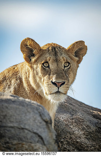 Löwin (Pantera leo): Kopf und Schultern ragen über Felsen  Klein's Camp  Serengeti-Nationalpark; Tansania