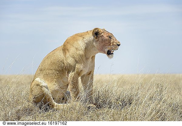 Löwin (Panthera leo) in der Savanne sitzend  nach oben schauend  Ngorongoro-Schutzgebiet  Tansania.