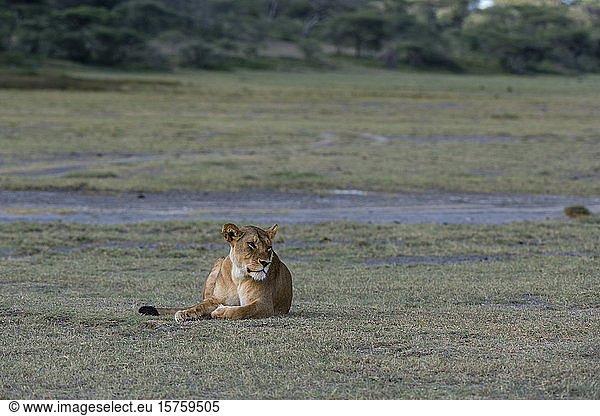 Löwin (Panthera leo)  Ndutu  Ngorongoro-Schutzgebiet  Serengeti  Tansania