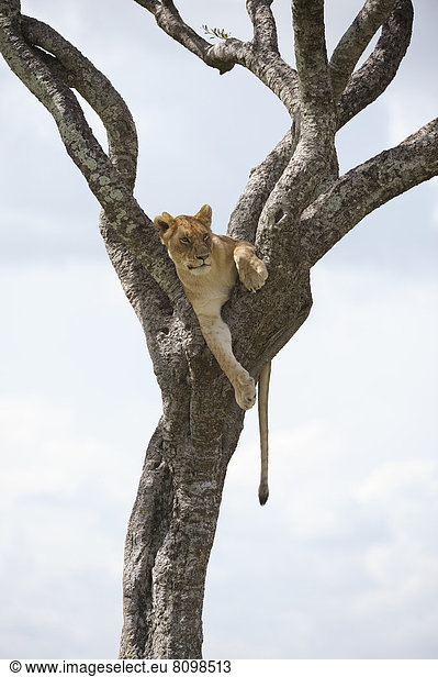 Löwin (Panthera leo) sitzt auf einem Baum