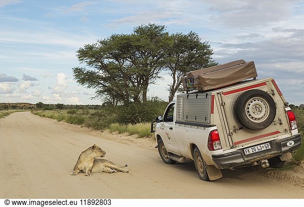 Löwin (Panthera leo)  Weibchen auf einer Straße ruhend  wird von einem Touristenfahrzeug auf einer Pirschfahrt gestört  Regenzeit  grüne Umgebung  Kalahari-Wüste  Kgalagadi Transfrontier Park  Südafrika  Afrika