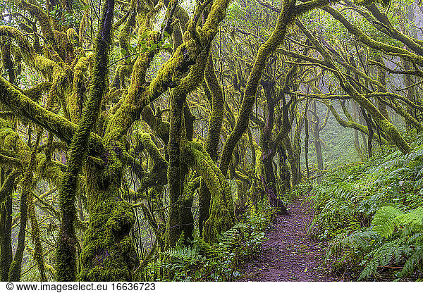 La Gomera Laurel forest  Garajonay National Park  Canary Island