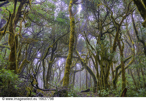 La Gomera Laurel forest  Garajonay National Park  Canary Island