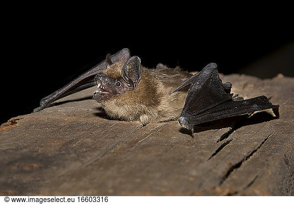 SEROTINE BAT pictures - 129 stock photos and images