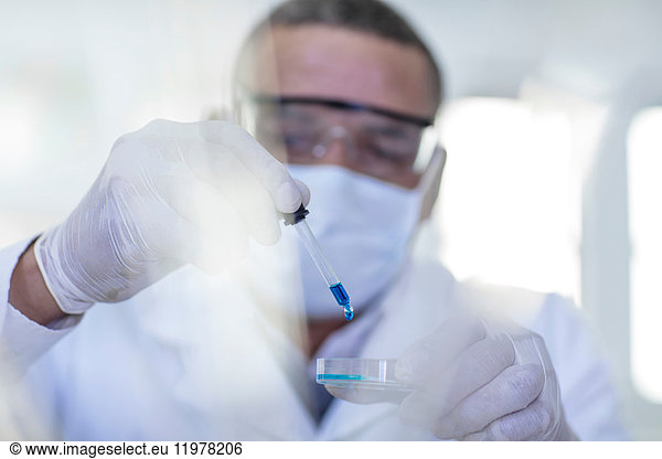 Laborantin mit Pipette  tropft Flüssigkeit in Petrischale