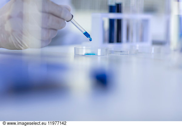 Laborantin mit Pipette  tropft Flüssigkeit in Petrischale  Nahaufnahme