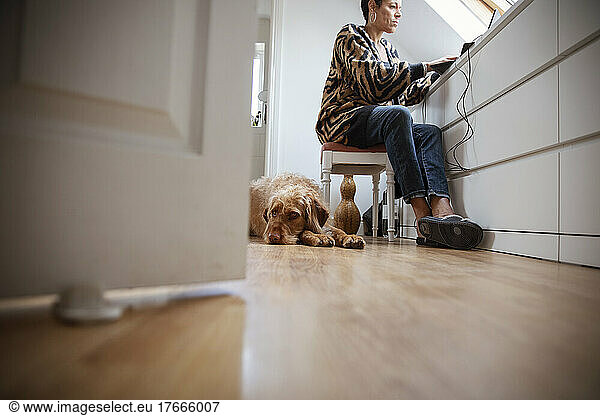 Labradoodle dog laying below woman working from home