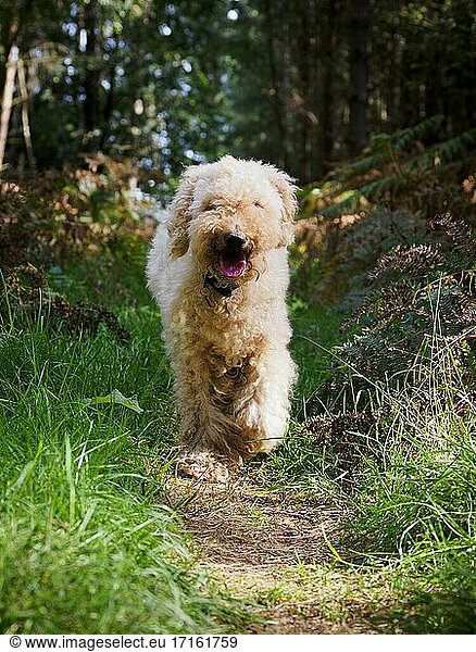 Labradoodle-Hund im Thetford Forest  Norfolk  Großbritannien.