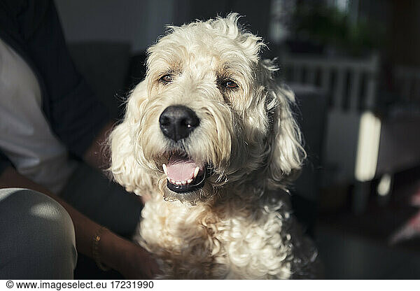 Labradoodle looking away in sunlight at home