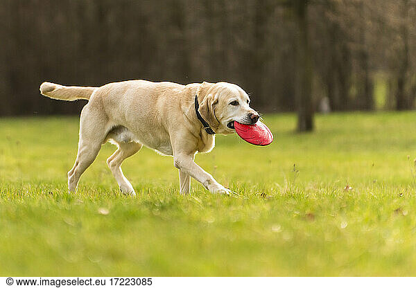 Labrador carrying plastic disk