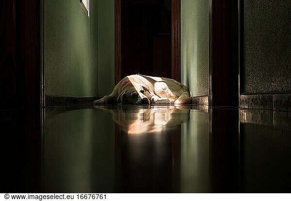 Labrador dog lying in the sun at home