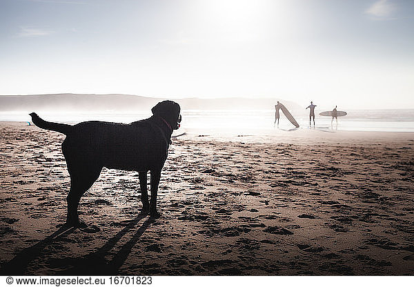 Labrador dog on beach in devon with surfers in background and sunshine
