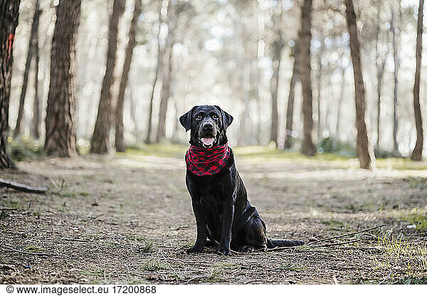 Labrador dog with scarf sitting in forest
