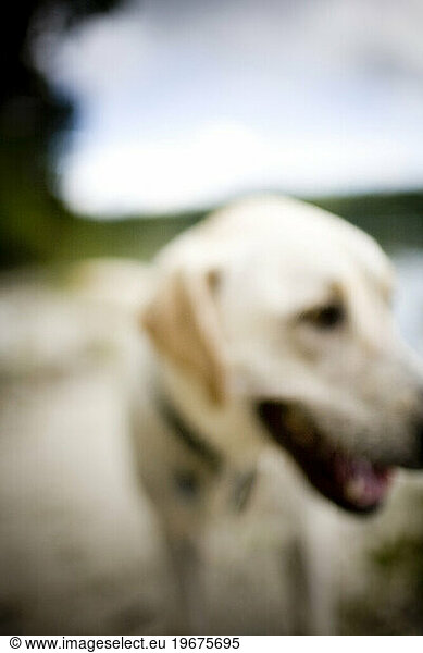 Labrador retriever at the beach  Cortes Island  British Colombia. (out of focus)