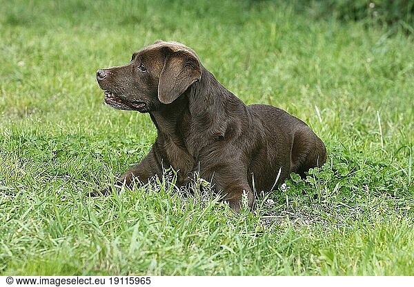Labrador Retriever (Canis lupus familaris)  female  13 years  lying on the meadow  North Rhine-Westphalia  Germany  Europe