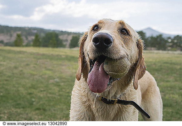 Labrador Retriever carrying ball in mouth while standing on field at park